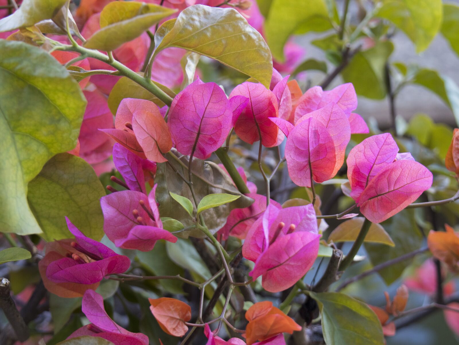 Canon EOS M6 sample photo. Flowers, pink, magenta photography
