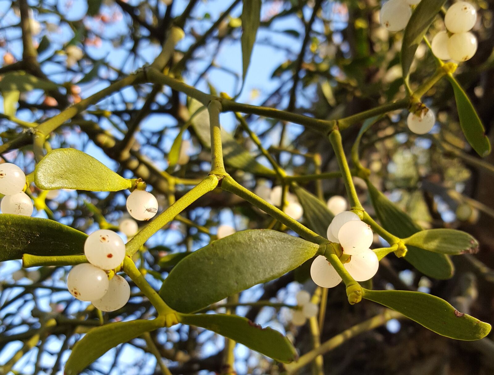 Samsung Galaxy S6 sample photo. Mistletoe, winter, christmas photography