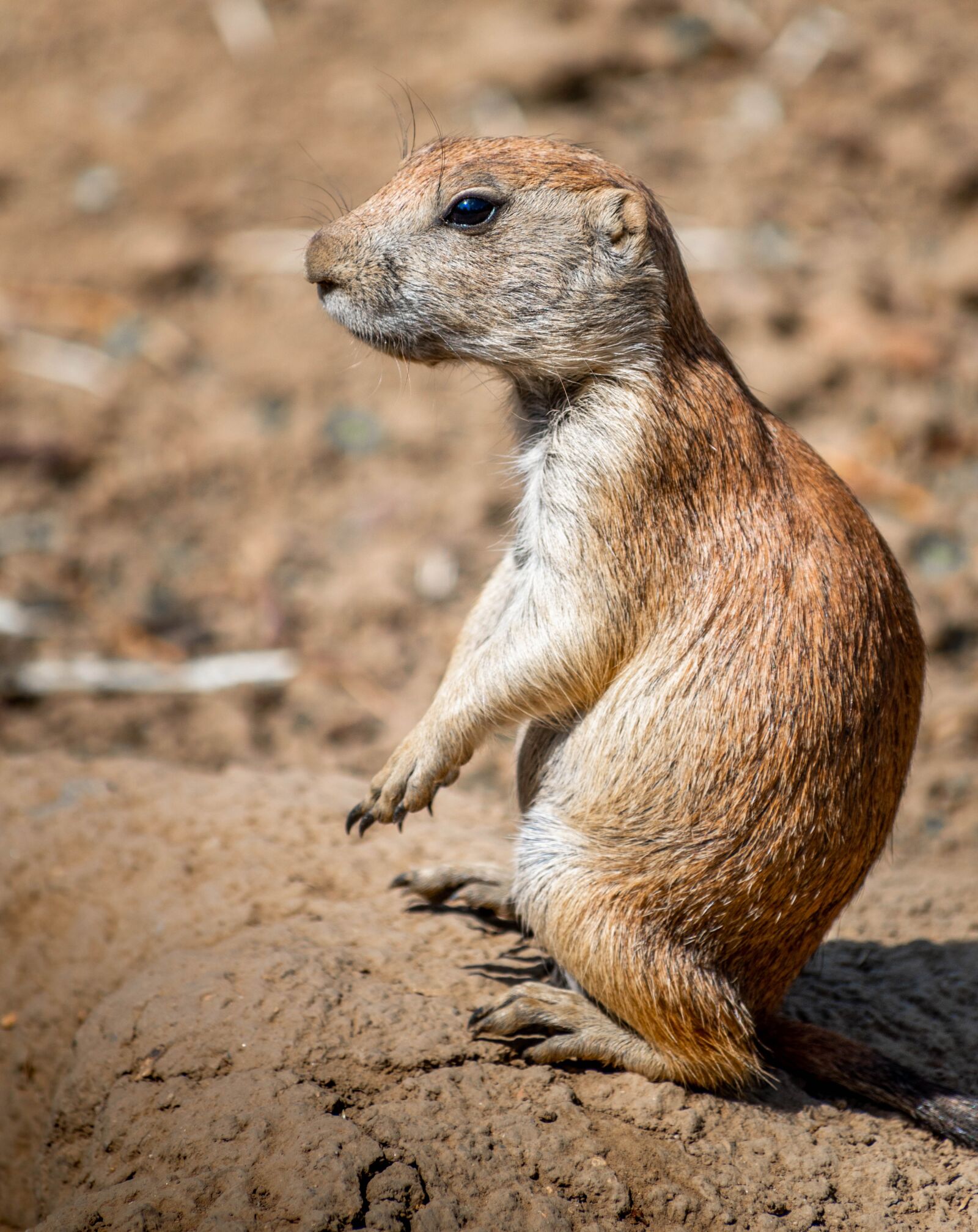 Nikon D5600 sample photo. Prairie dogs, p riov photography