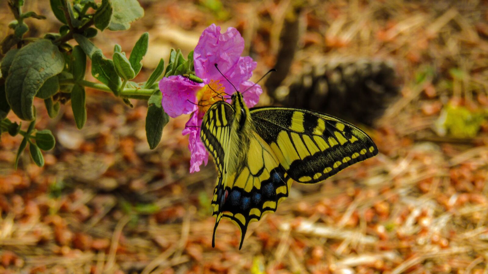 Canon PowerShot SX410 IS sample photo. Butterfly, nature, plant photography