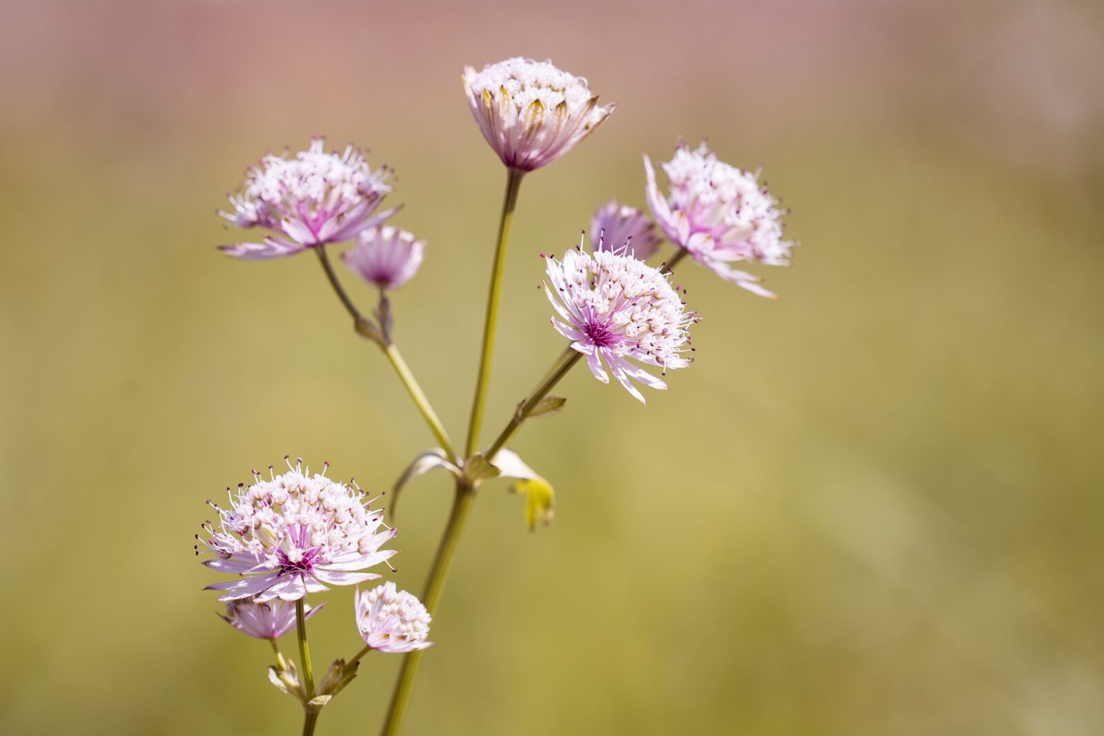 Nikon D7100 sample photo. Flower, pointed flower, grassland photography