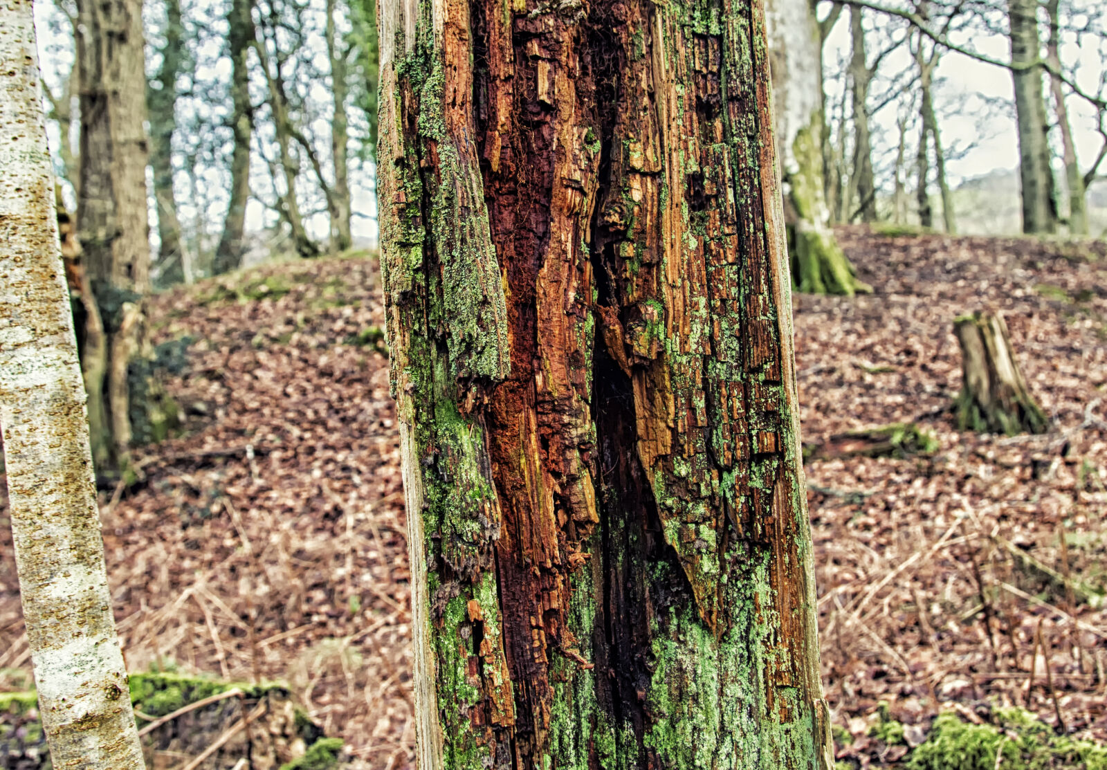 Canon EOS 7D Mark II + Canon EF-S 17-55mm F2.8 IS USM sample photo. Dp, rotting, tree, tree photography