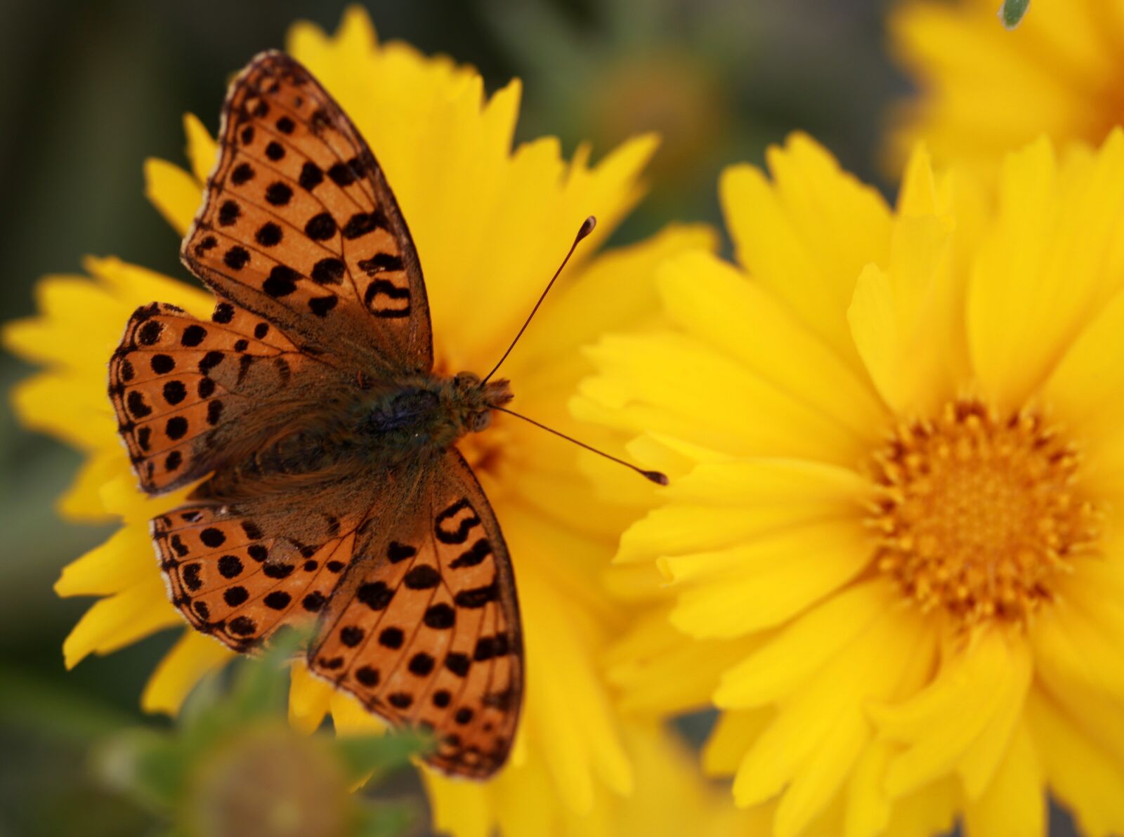Canon EF-S 60mm F2.8 Macro USM sample photo. Butterfly, flower, yellow photography