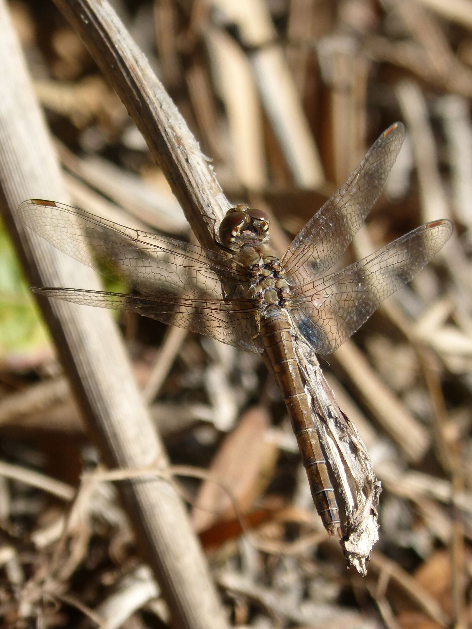 Panasonic DMC-FZ62 sample photo. Sympetrum striolatum, dragonfly, winged photography