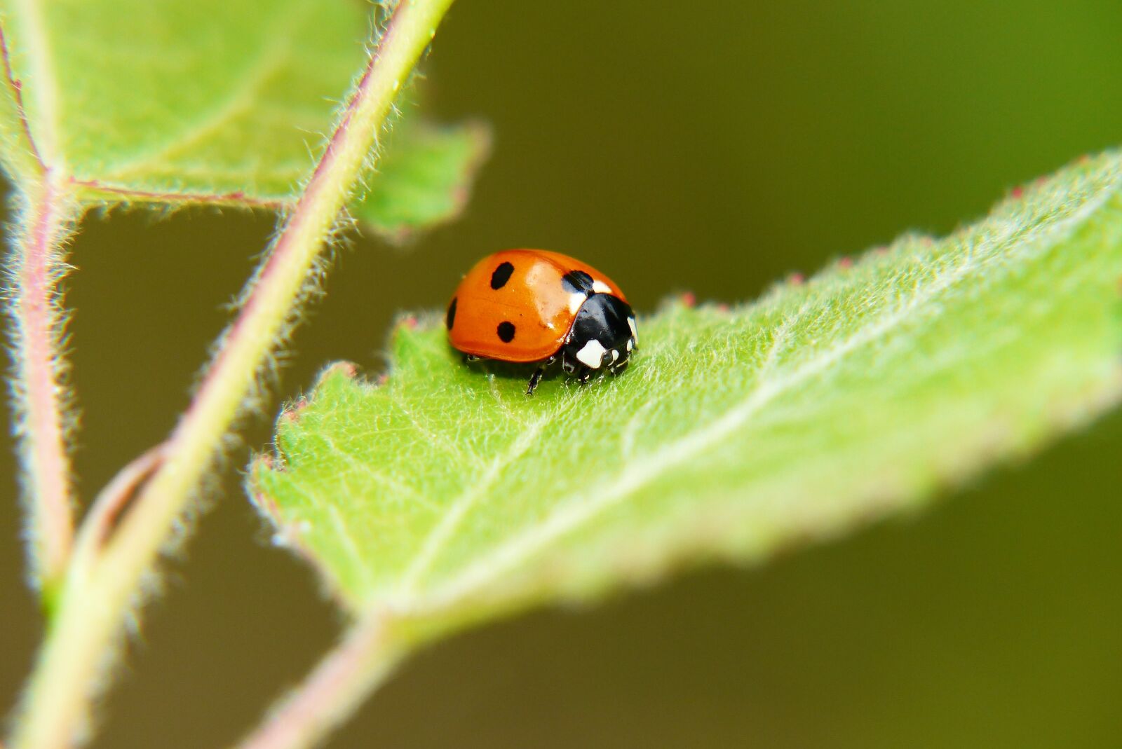 Panasonic Lumix DMC-FZ200 sample photo. Septempunctata, ladybug, the beetle photography