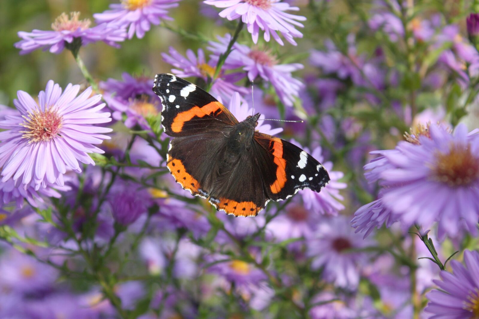 Canon EOS 450D (EOS Rebel XSi / EOS Kiss X2) sample photo. Butterfly, flower, september aster photography