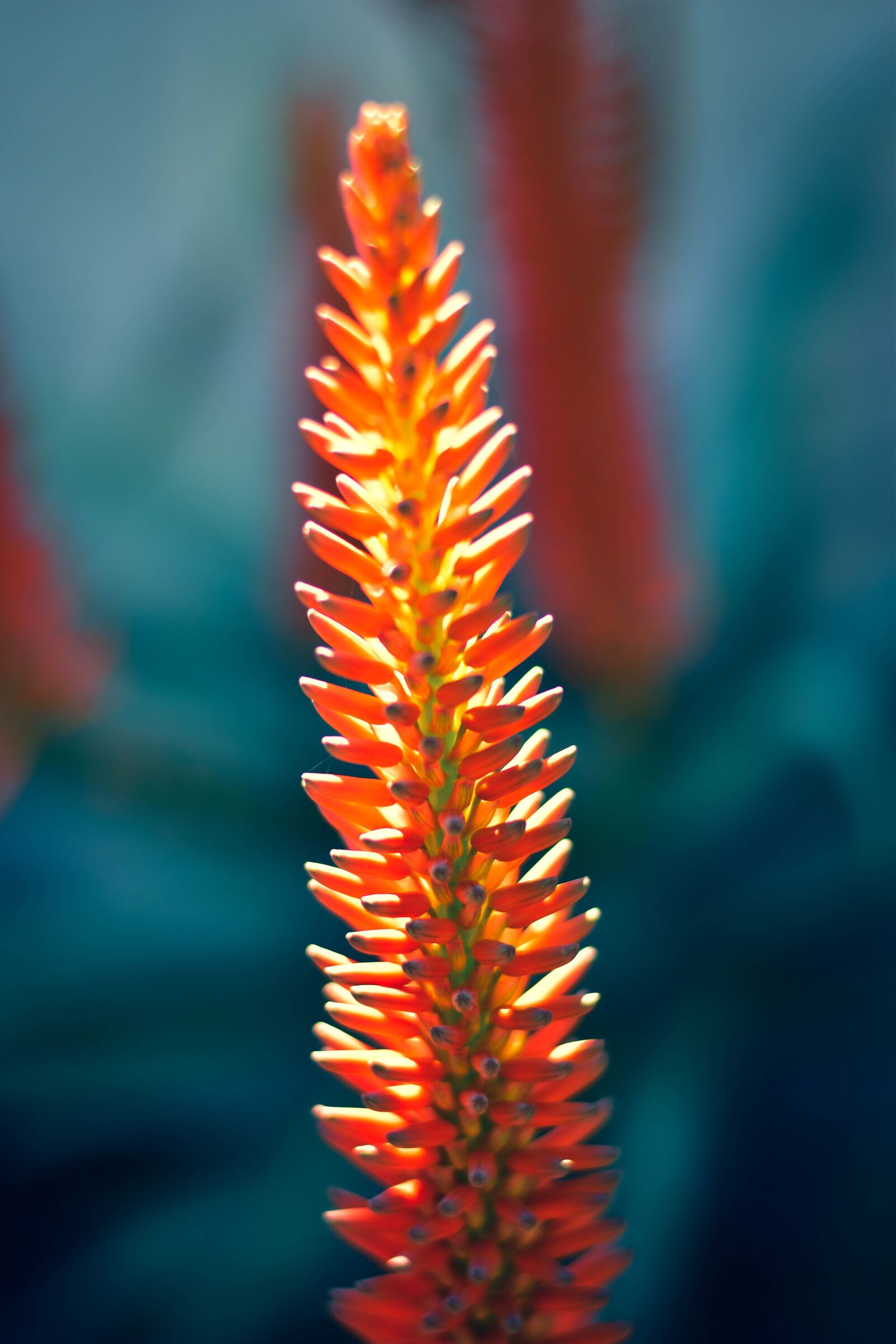 Nikon D5500 sample photo. Aloe, flower, flora photography
