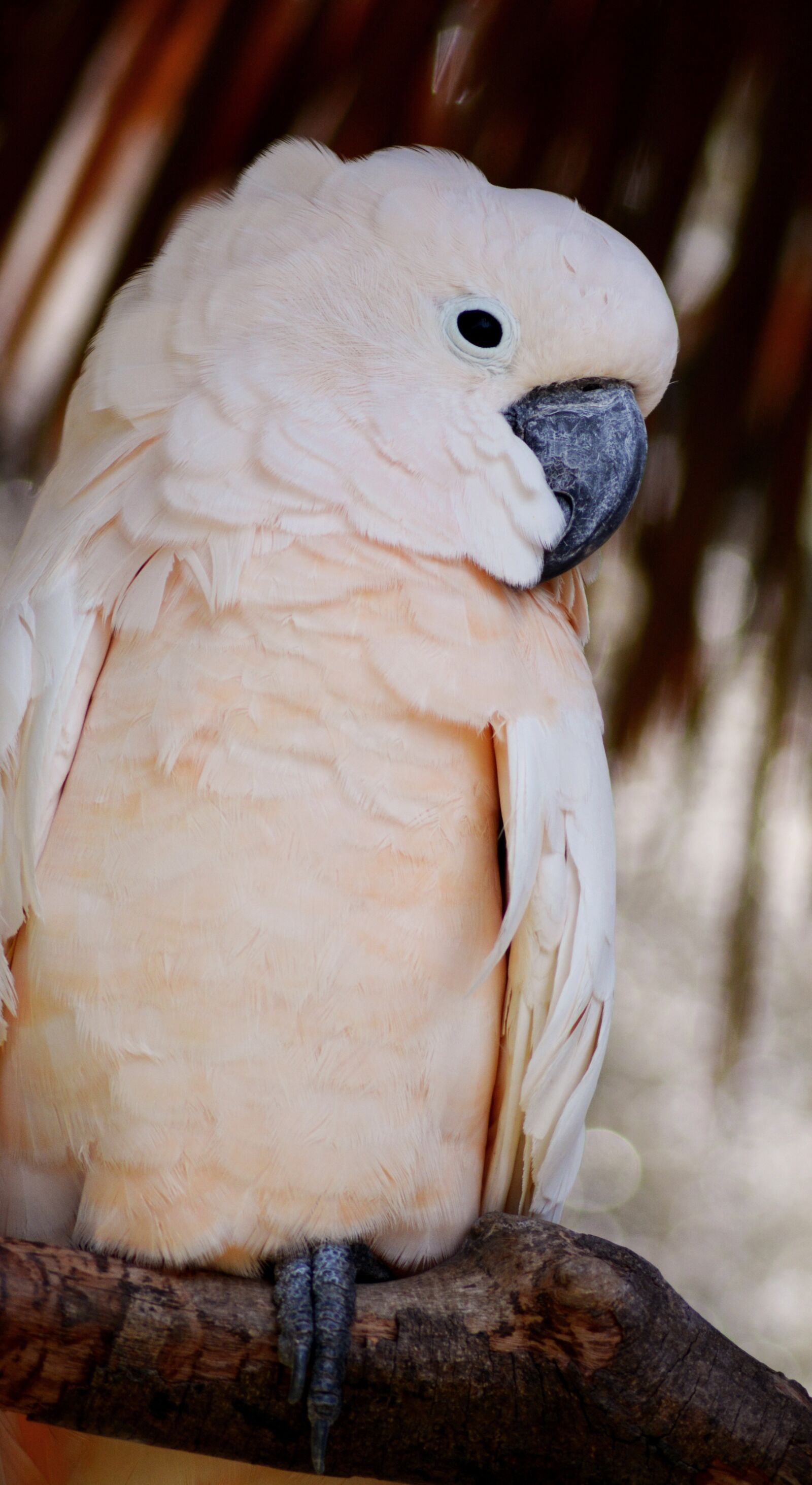 Nikon D5200 sample photo. Bird, animal, cockatoo photography