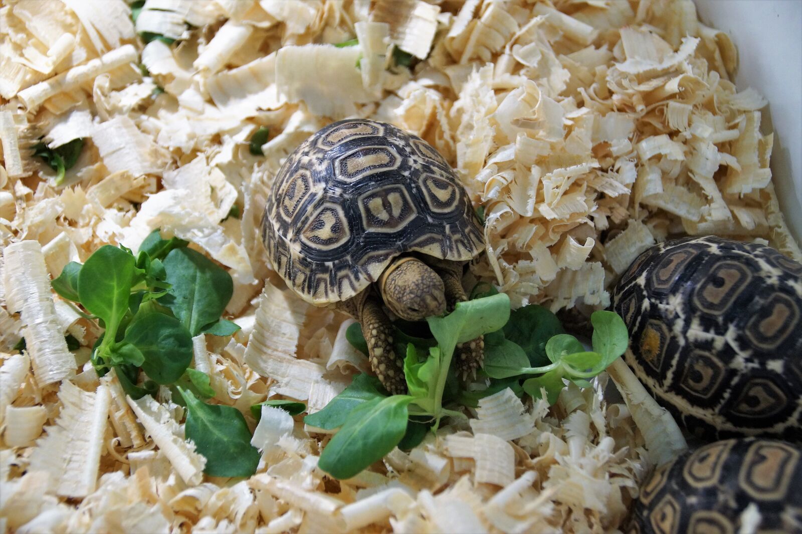 Sony SLT-A58 sample photo. Cub, turtle, little turtle photography