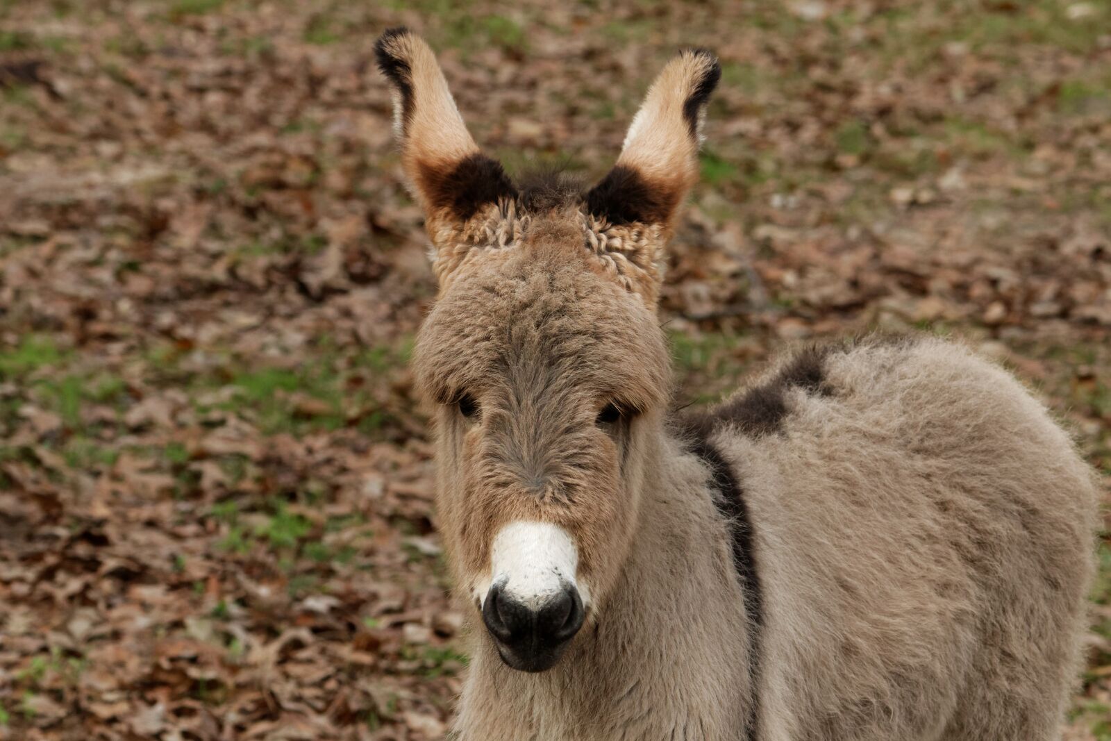 Canon EOS 70D sample photo. Mediterranean donkey, donkey, baby photography