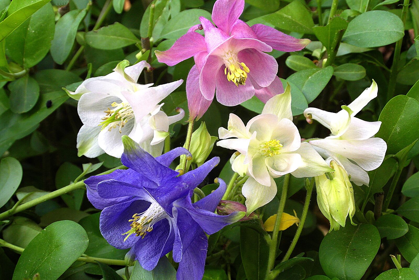 Samsung WB750 sample photo. Orliki, flowers, garden photography