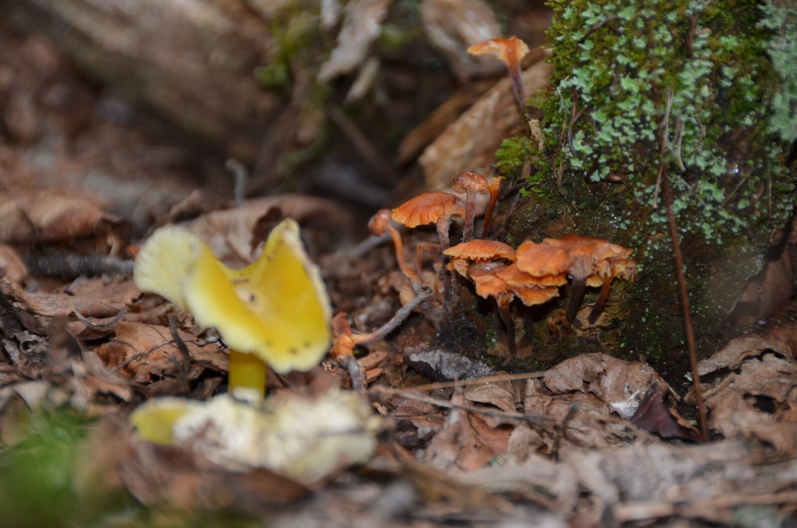Nikon D5100 sample photo. Fungus, nature, forest photography