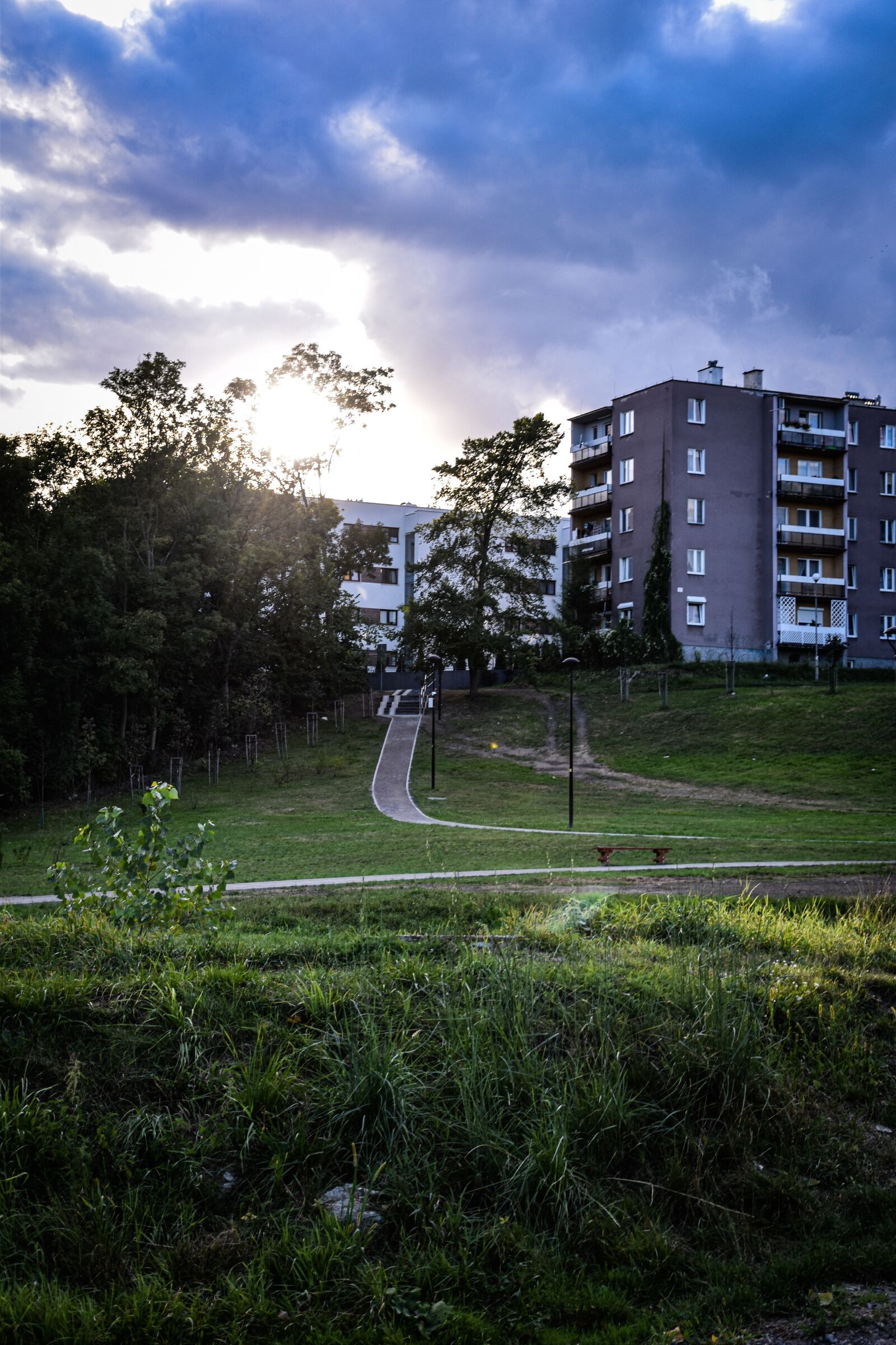 Nikon D3500 sample photo. City, the sun, green photography