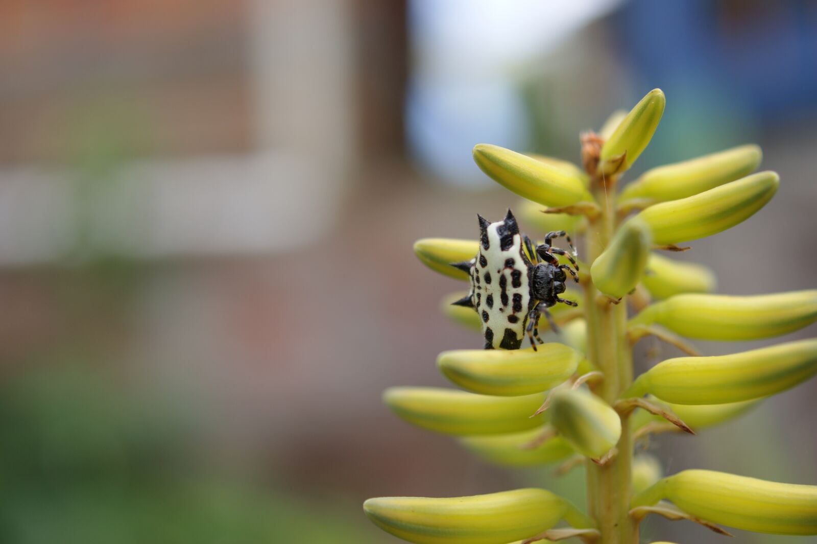 Sony Alpha DSLR-A390 sample photo. Nature, in, the photography
