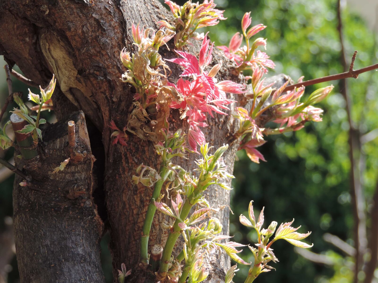 Nikon Coolpix P520 sample photo. Plant, shrub, leaf, nature photography