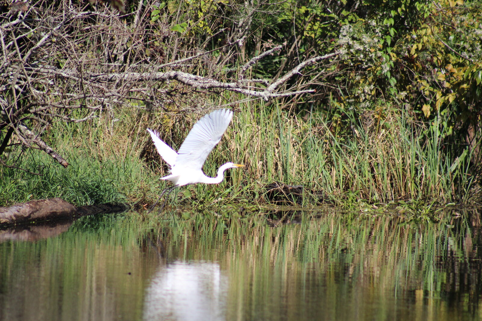 Canon EF 75-300mm f/4-5.6 sample photo. Bird, egret, flying, flying photography