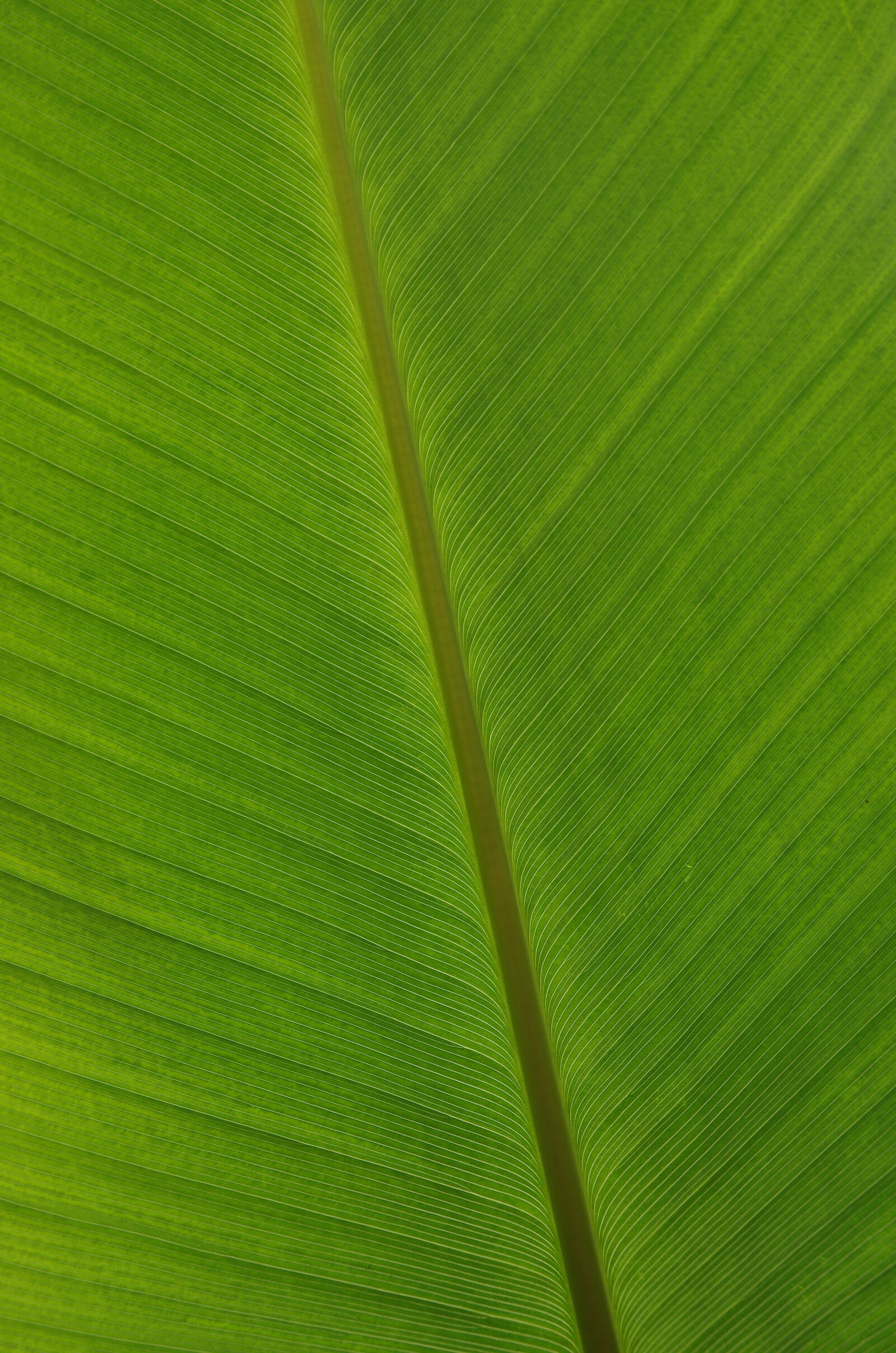 Pentax K-5 sample photo. Green, leaf, nature photography