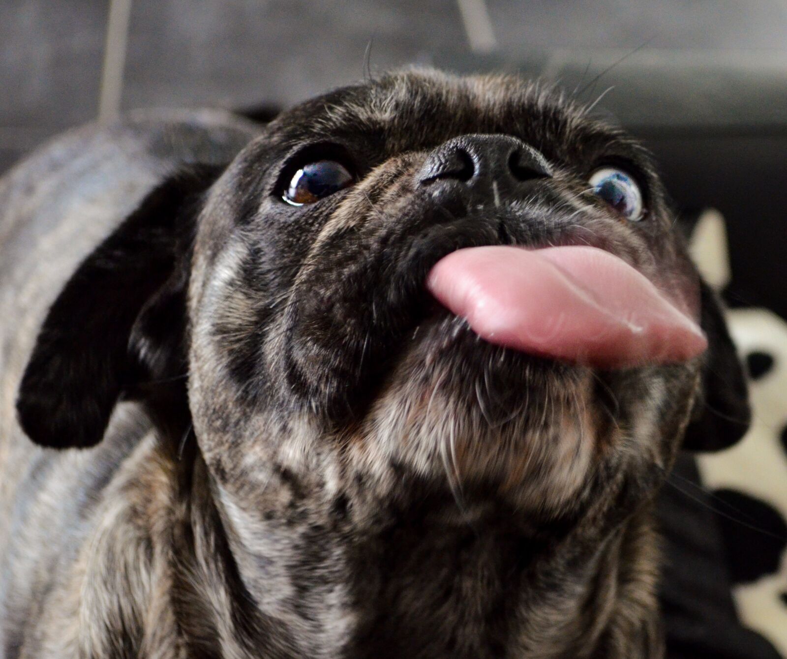 Nikon D5100 sample photo. Dog, pug, tongue photography