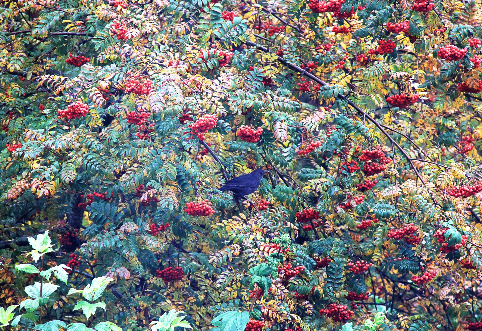 Canon EF-S 18-200mm F3.5-5.6 IS sample photo. Rowan, nature, branch photography