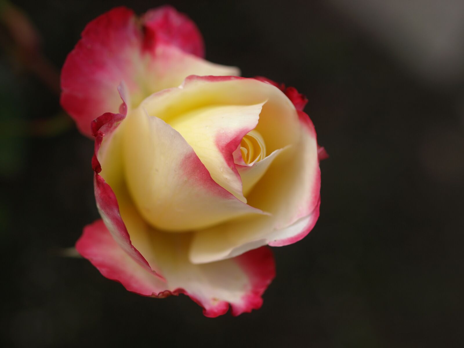 Olympus E-510 (EVOLT E-510) sample photo. Flower, rose, petal photography