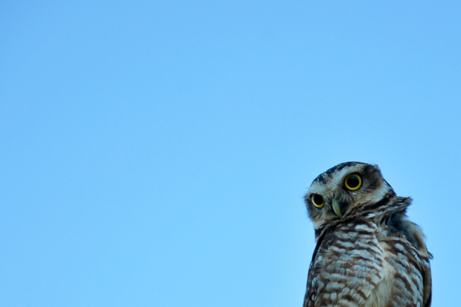 Nikon D90 sample photo. Owl, sky, nature photography
