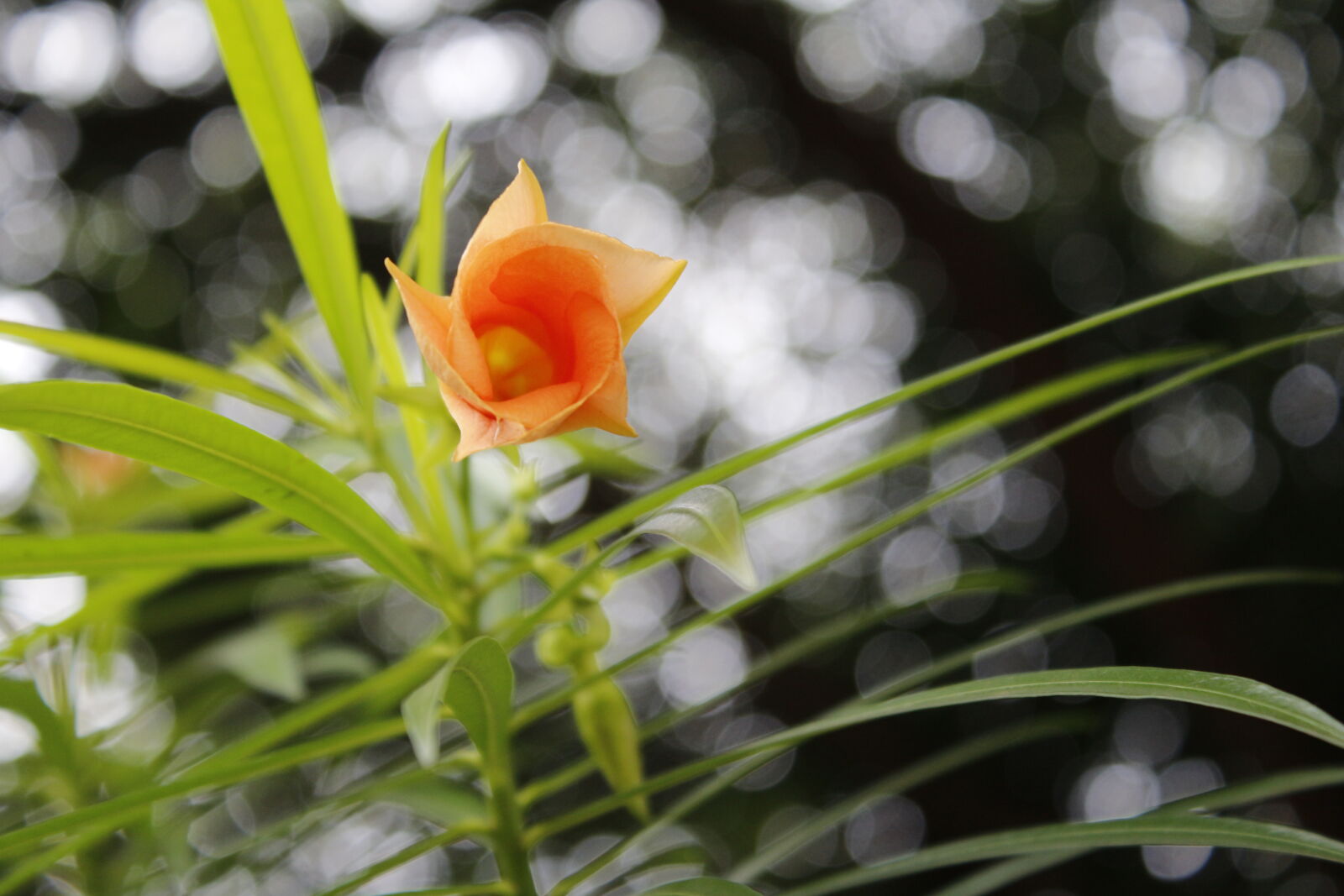 Canon EOS 700D (EOS Rebel T5i / EOS Kiss X7i) sample photo. Dof, flower, wallpaper, green photography