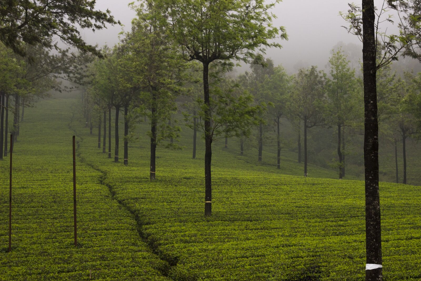 Canon EOS 600D (Rebel EOS T3i / EOS Kiss X5) + Canon EF 50mm F1.8 STM sample photo. Tea garden, tea, munnar photography