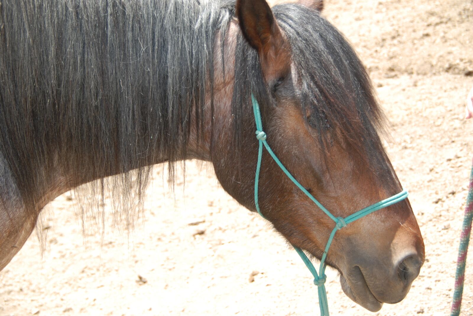Nikon D60 sample photo. Horse, head, equine photography