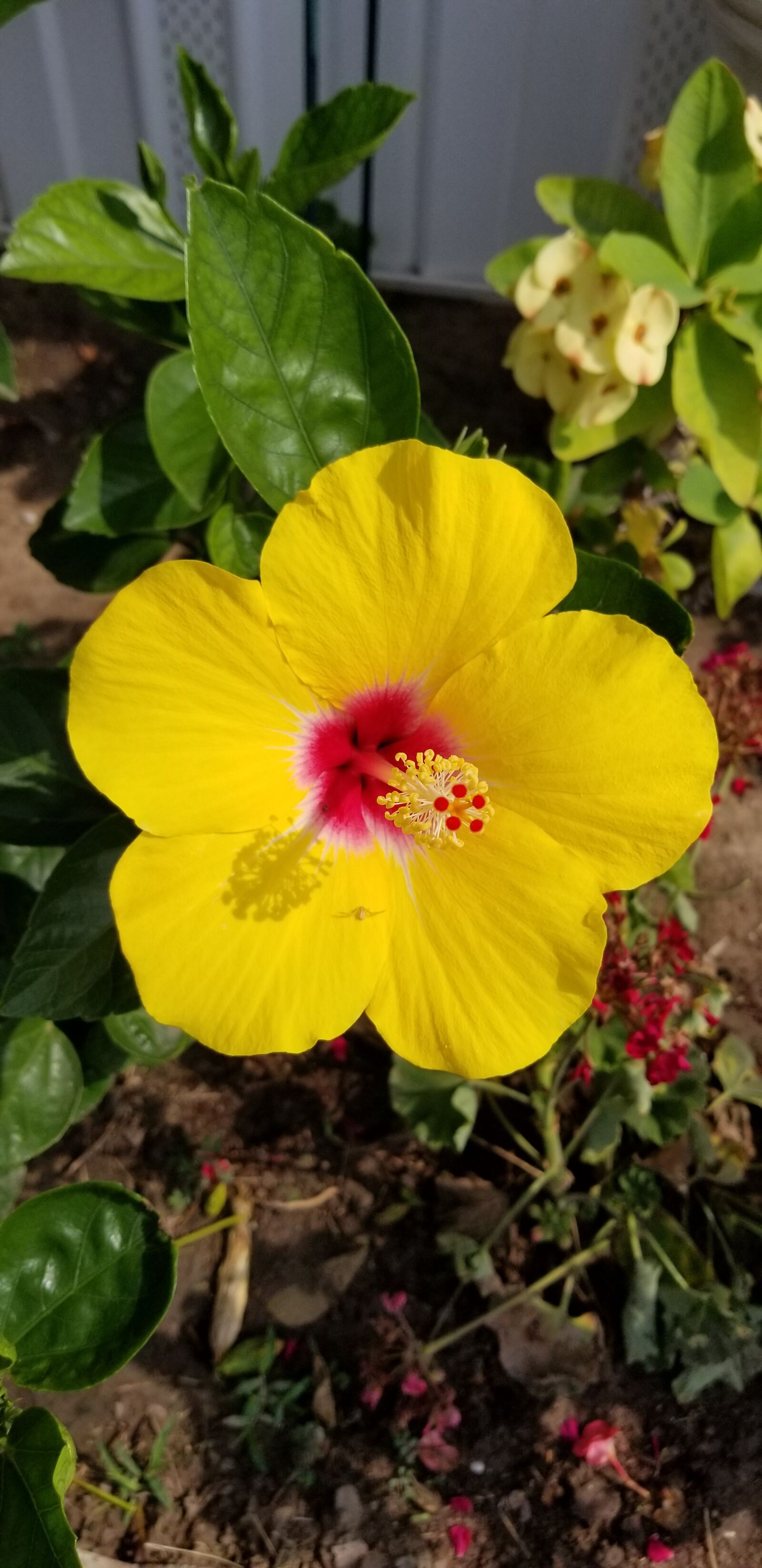 Samsung Galaxy S8 sample photo. Hibiscus, yellow hibiscus, huge photography