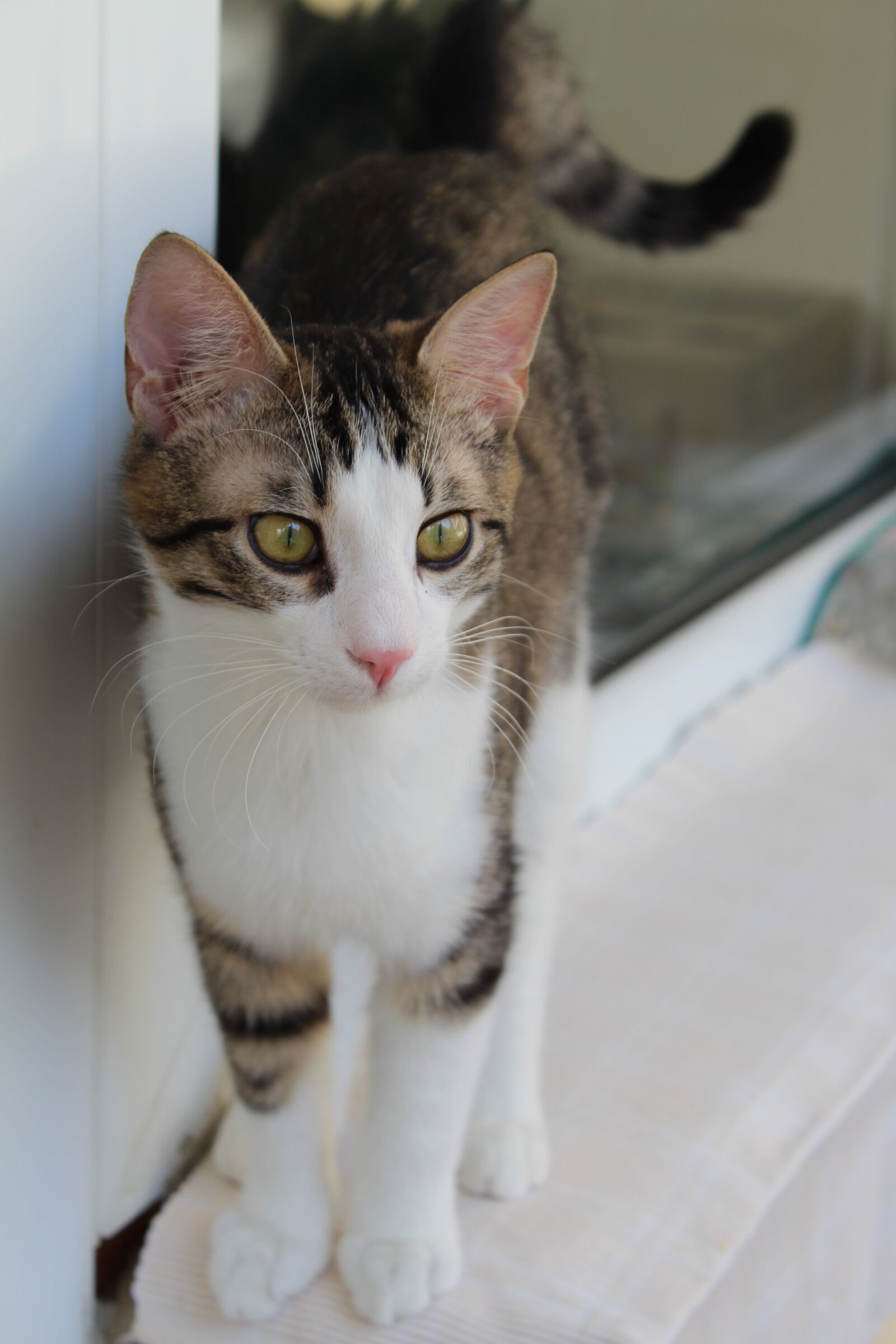 Canon EOS 1300D (EOS Rebel T6 / EOS Kiss X80) sample photo. Cat, pat, kitten photography