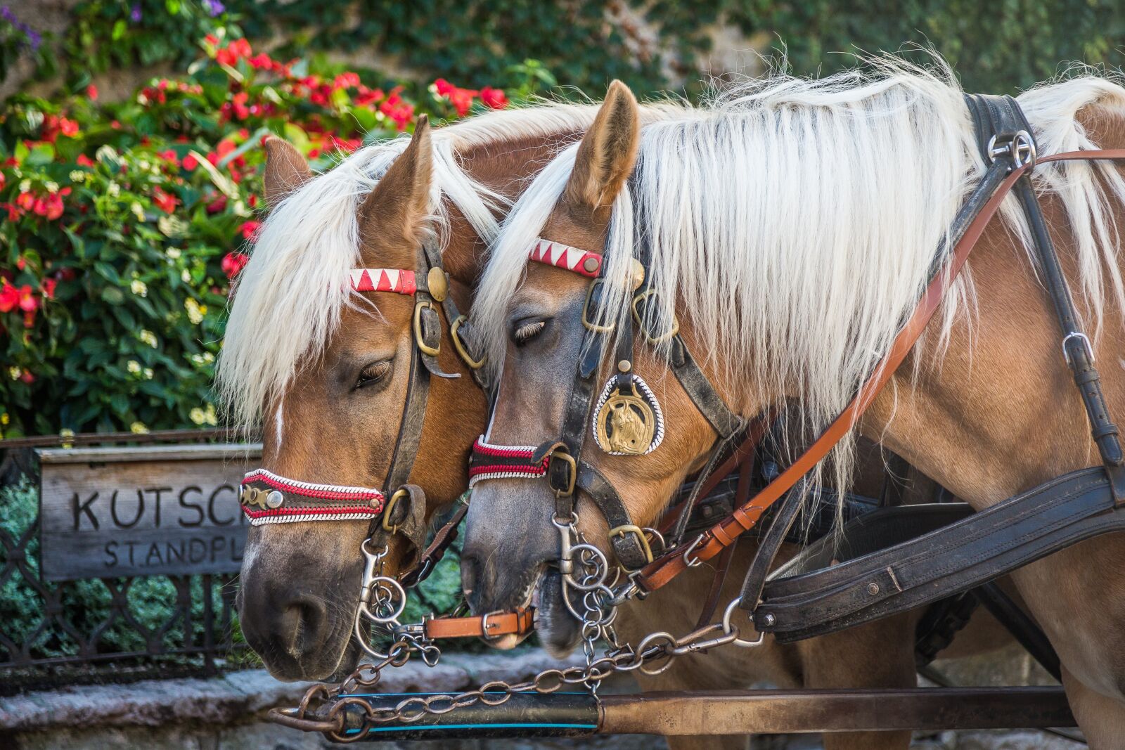 Canon EF 24-105mm F4L IS USM sample photo. Horse, monteaura, horses photography