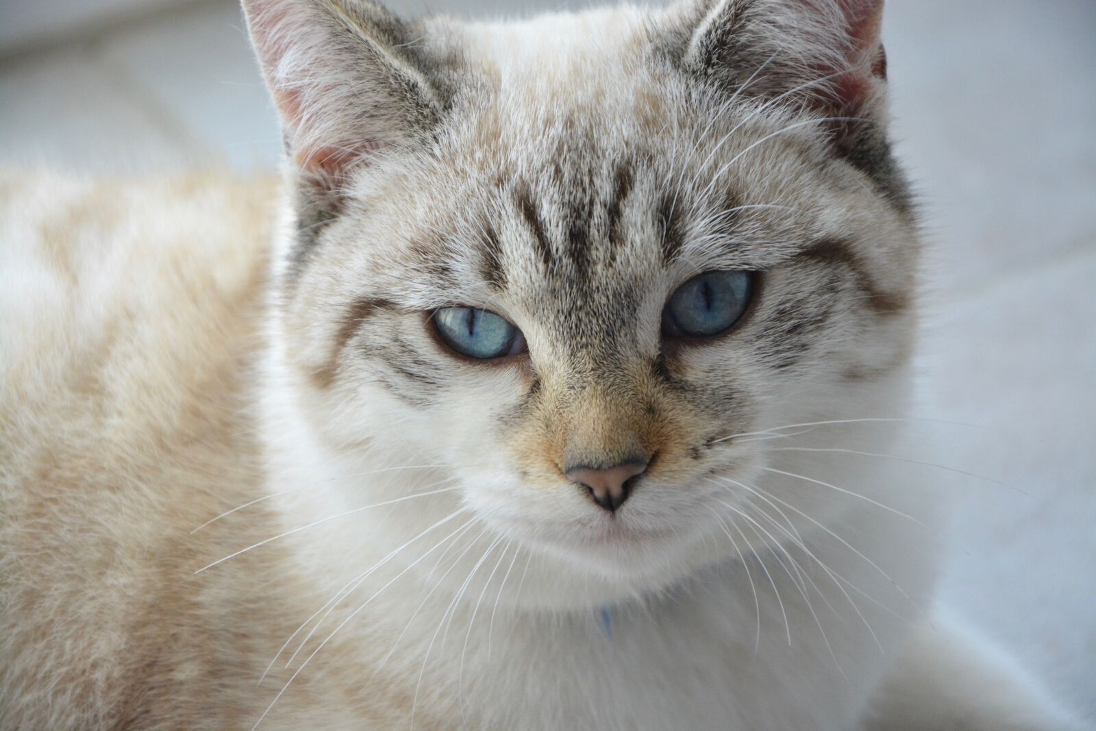 Nikon D5200 sample photo. Cat, pussy, young cat photography