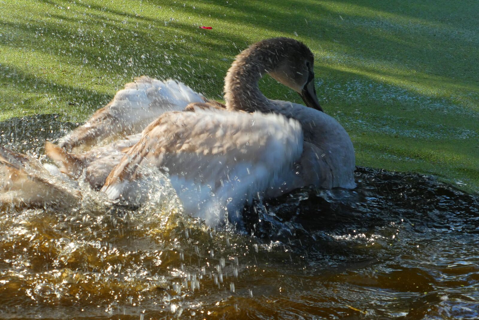 Panasonic Lumix DC-ZS70 (Lumix DC-TZ90) sample photo. Swan, cygnet, wash photography