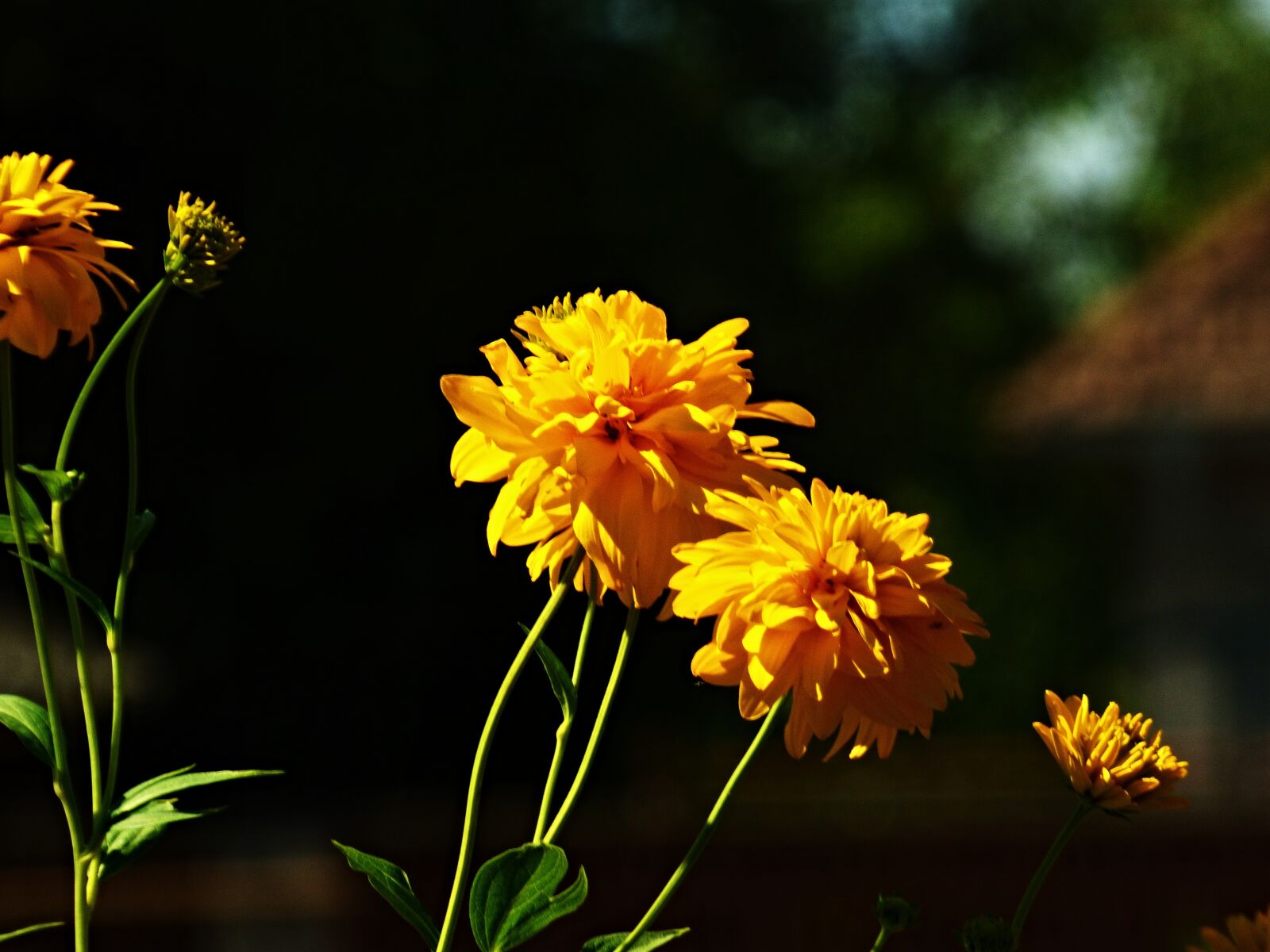 Panasonic DMC-FZ72 sample photo. Flower, garden, yellow flower photography
