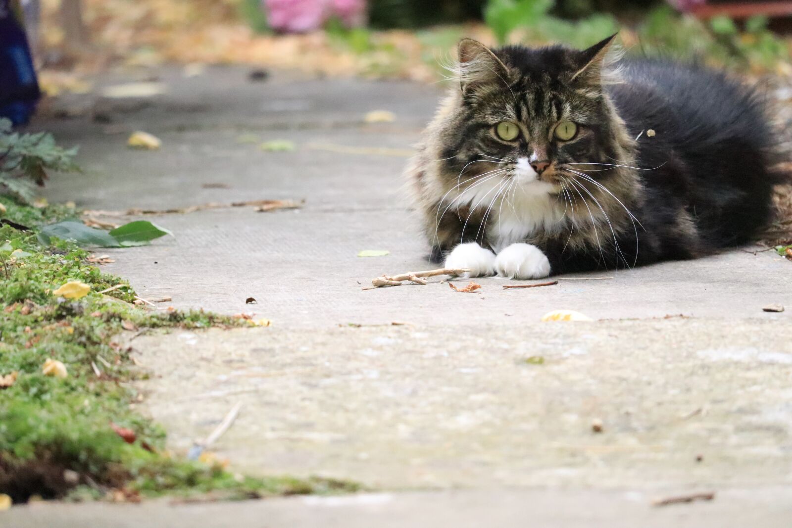 Canon EF-S 55-250mm F4-5.6 IS STM sample photo. Animal, nature, cute photography