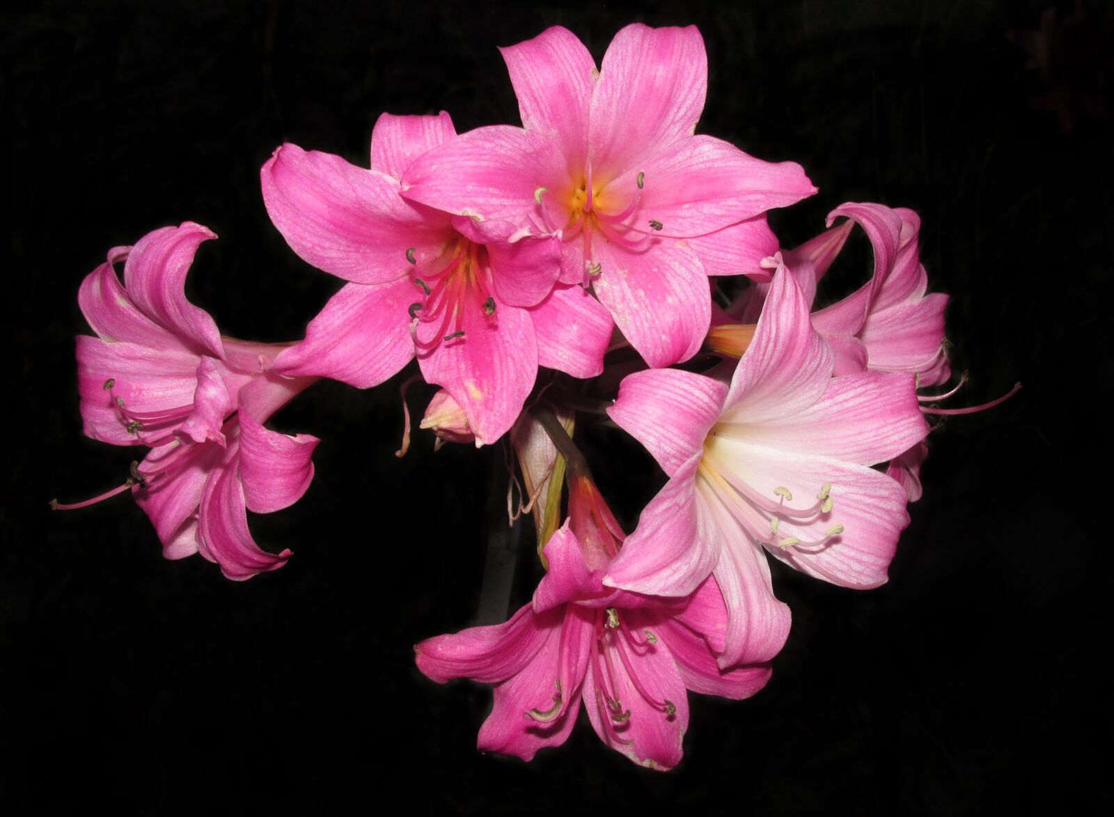 Canon PowerShot SX170 IS sample photo. Flowers, belladonna, lilies photography