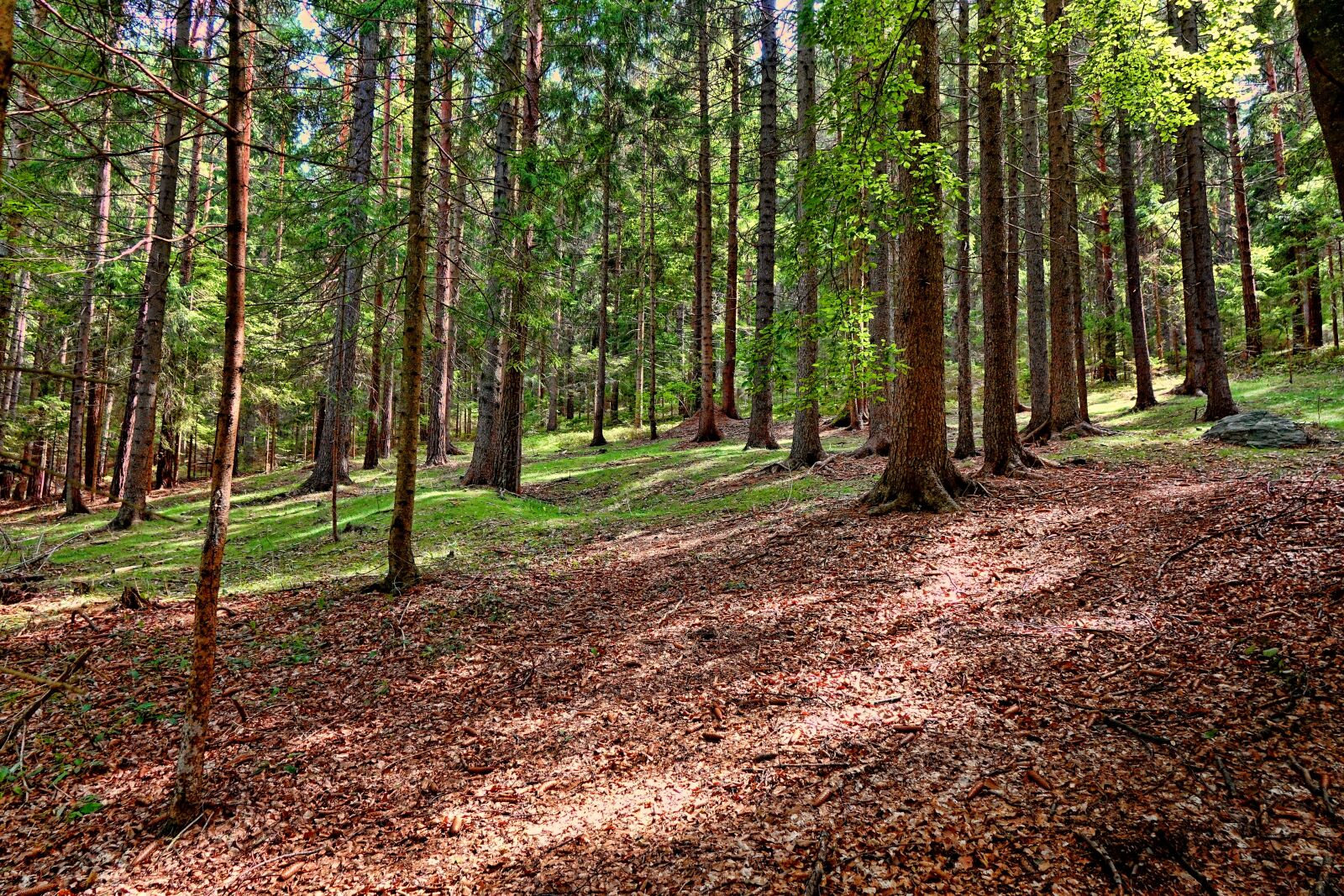 Sony Cyber-shot DSC-RX10 III sample photo. Wood, nature, forest photography