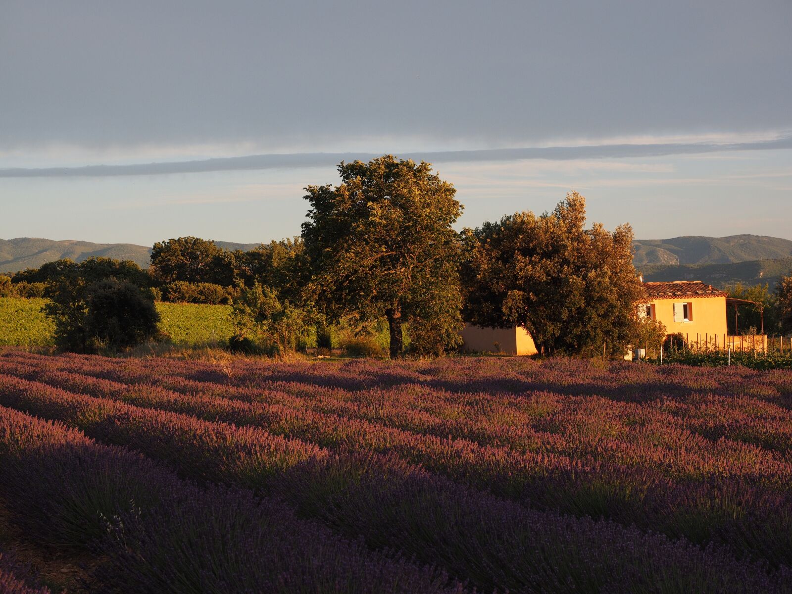 Olympus OM-D E-M1 + Olympus M.Zuiko Digital ED 12-40mm F2.8 Pro sample photo. Lavender field, lavender, evening photography