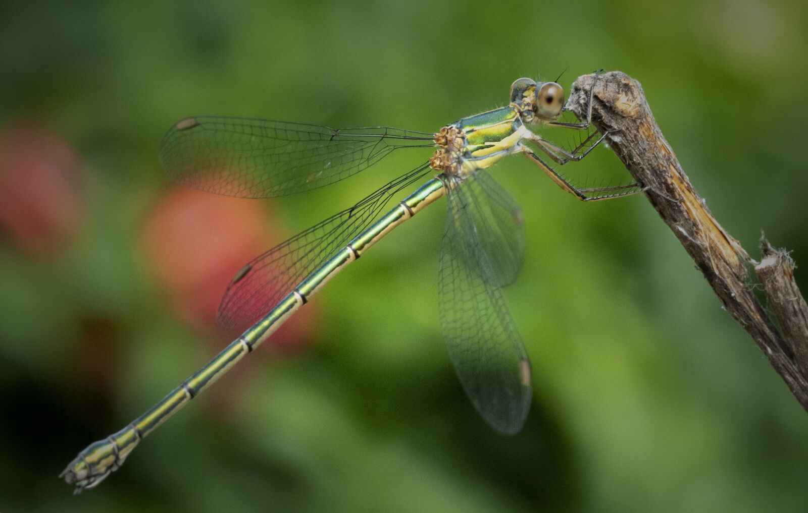 LUMIX G VARIO 12-35/F2.8II sample photo. Dragonfly, animals, insects photography