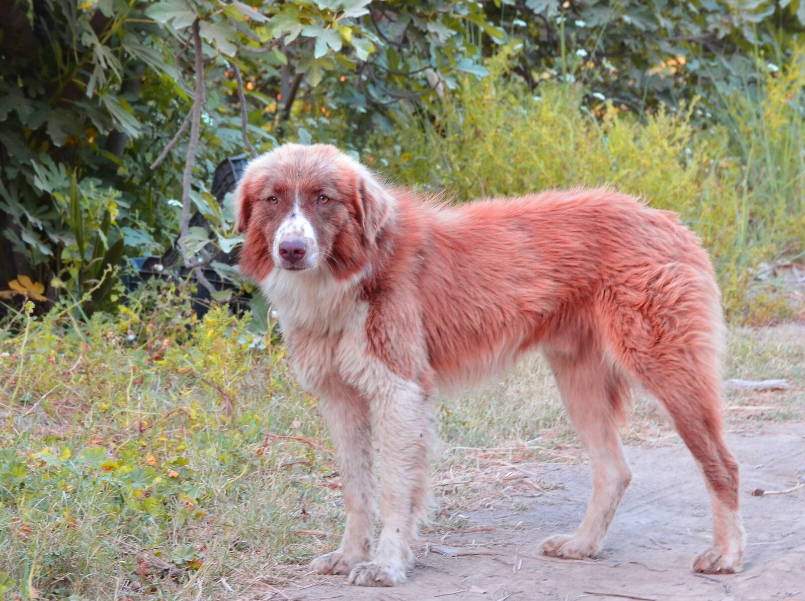 Nikon D7000 sample photo. Dog, forest, animal photography