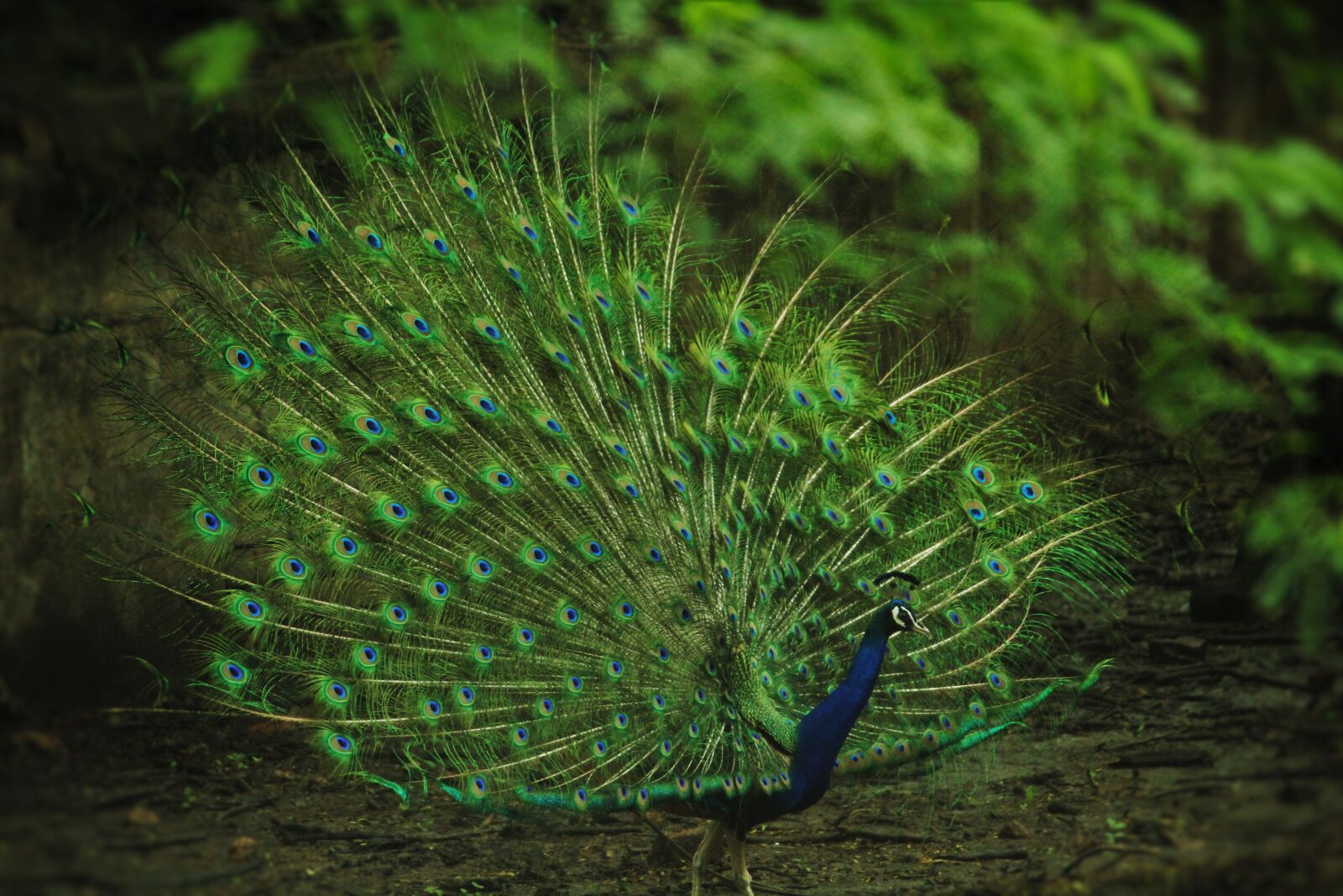 Canon EOS 1200D (EOS Rebel T5 / EOS Kiss X70 / EOS Hi) sample photo. Indian peafowl, peacock, pavo photography
