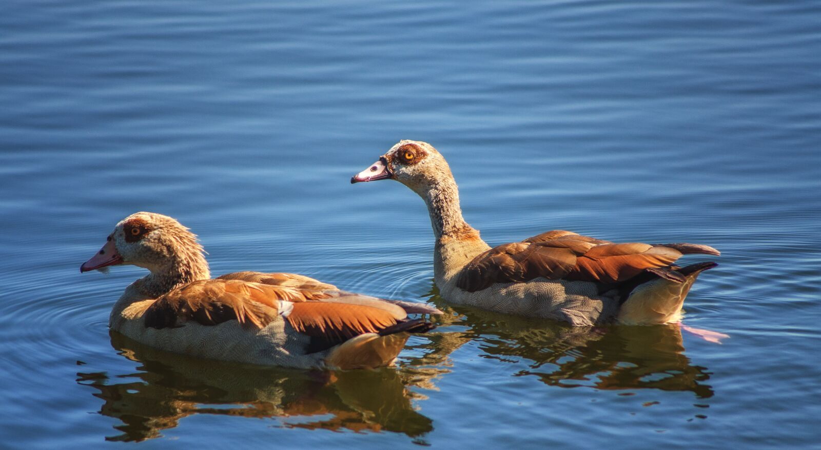 Nikon D7000 sample photo. Geese, birds, water photography