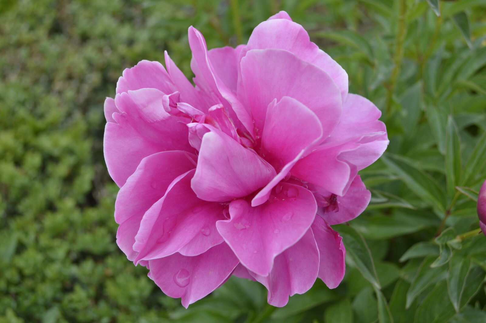 Nikon D3200 sample photo. Peony, rose, garden photography