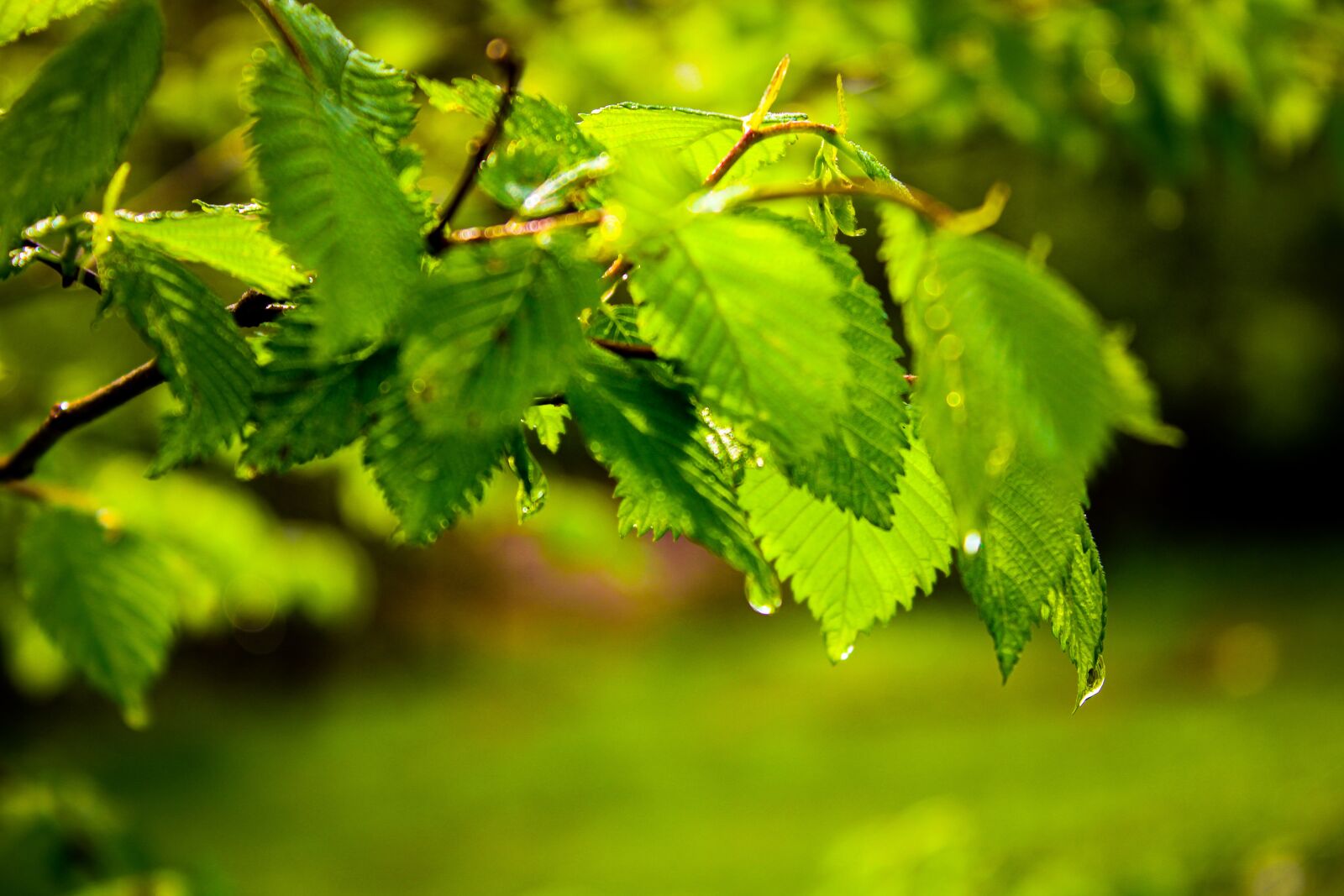 Canon EOS 2000D (EOS Rebel T7 / EOS Kiss X90 / EOS 1500D) sample photo. Leaves, background, leaf photography