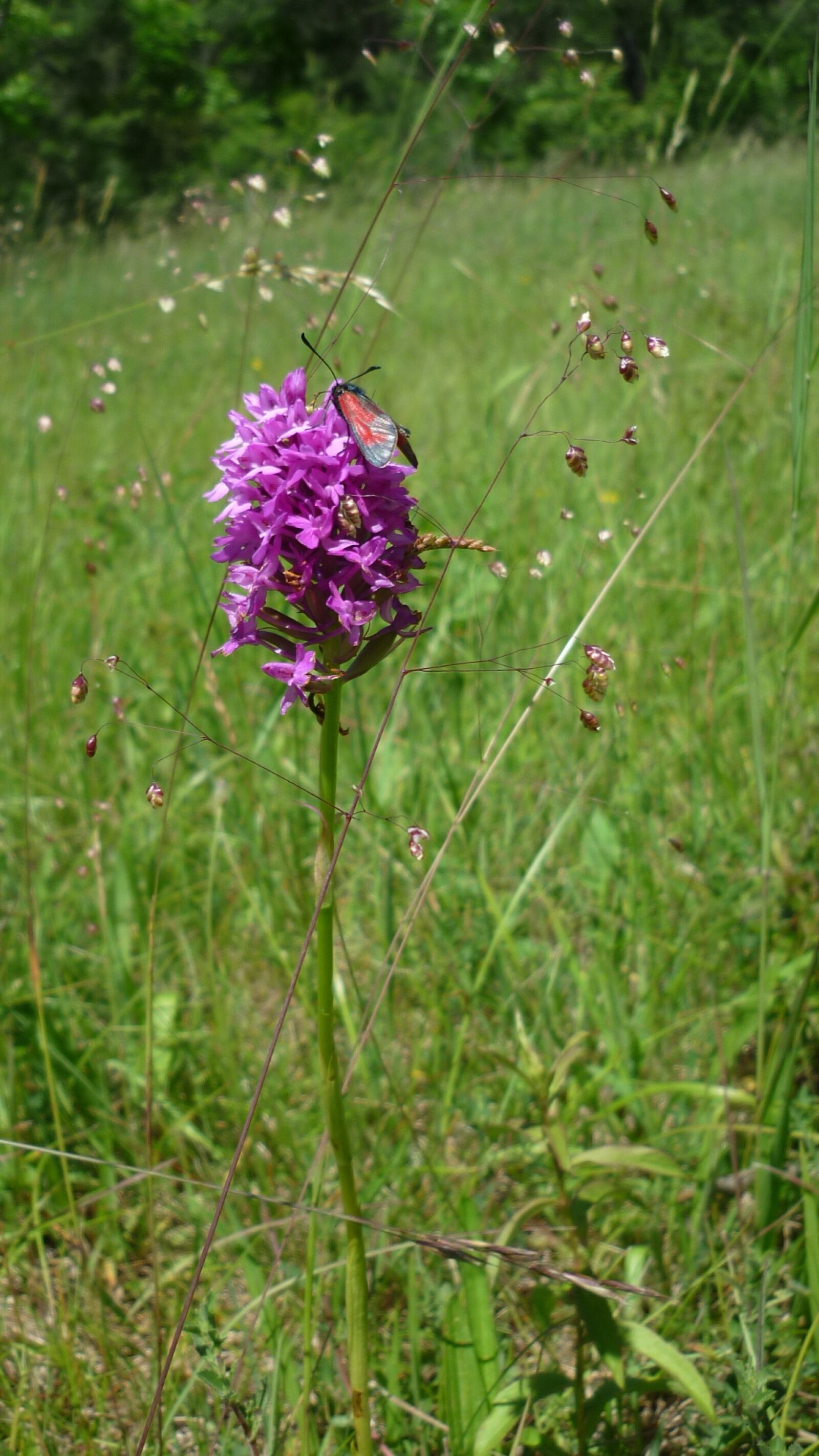 Panasonic Lumix DMC-FS6 sample photo. Pyramid orchis, with blood photography