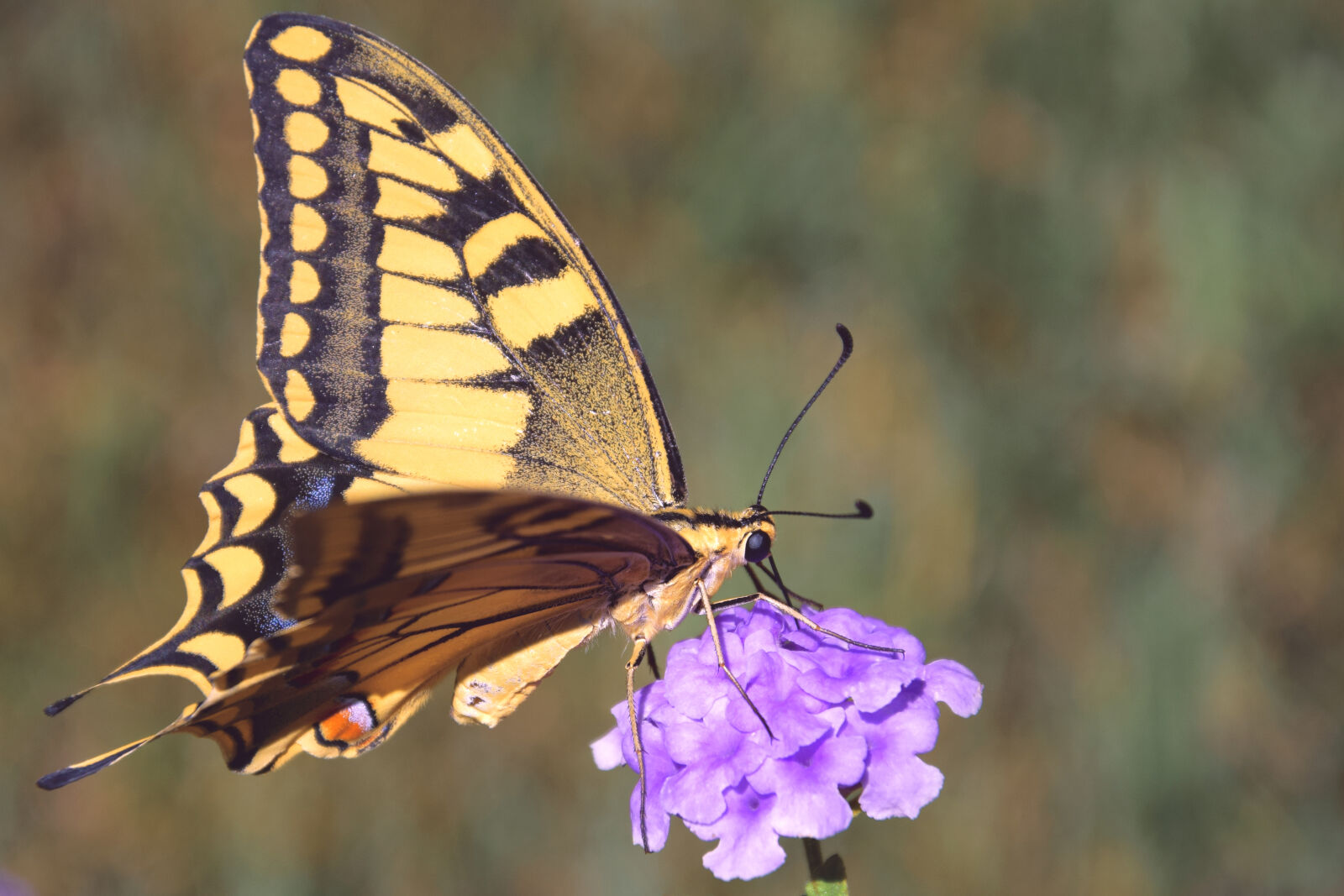 Nikon D3300 sample photo. Black, and, yellow, butterfly photography