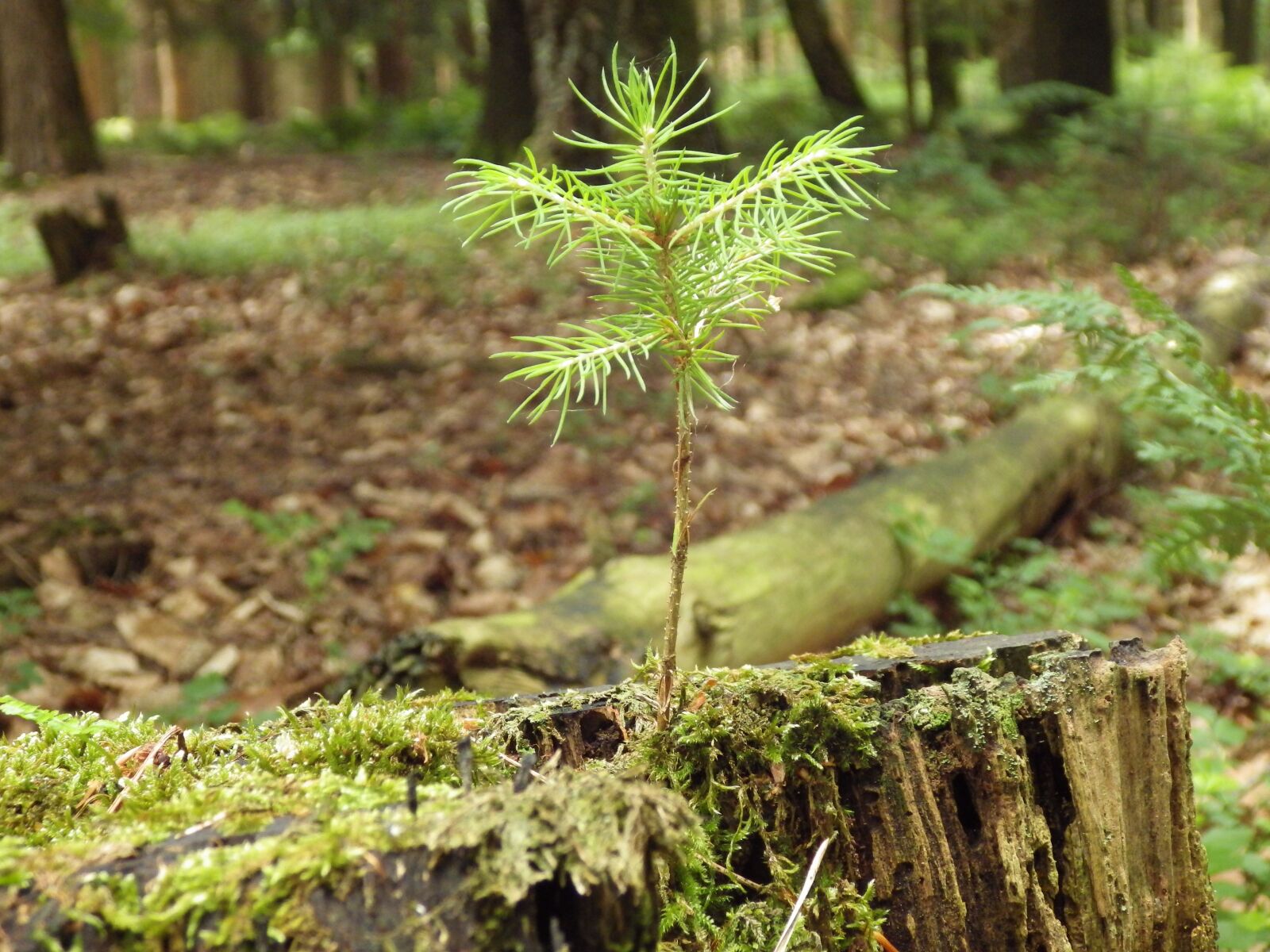 Pentax X-5 sample photo. Forest, tree, nature photography