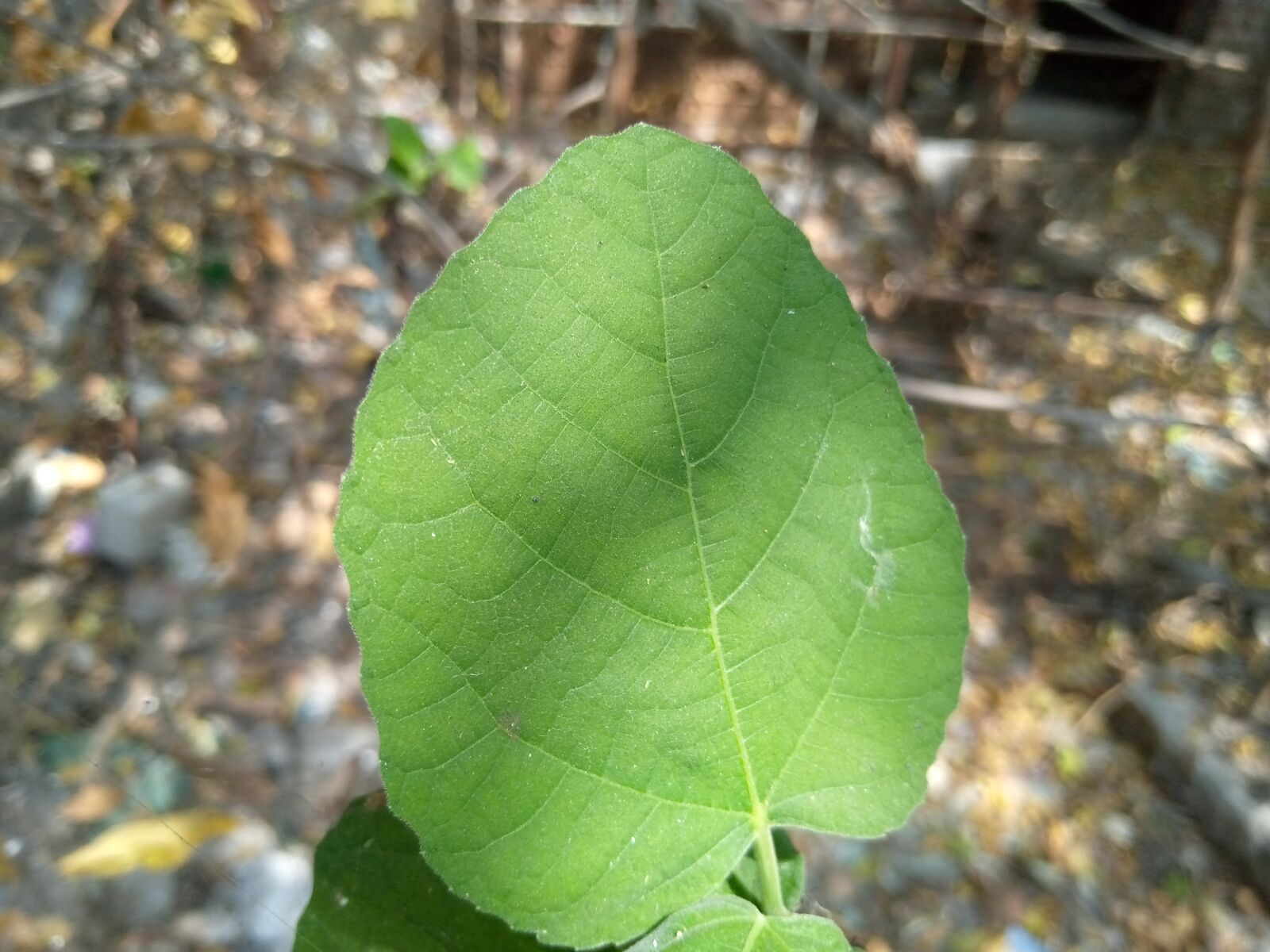 TECNO MOBILE LIMITED TECNO KC2 sample photo. Leafs, jungle, green photography