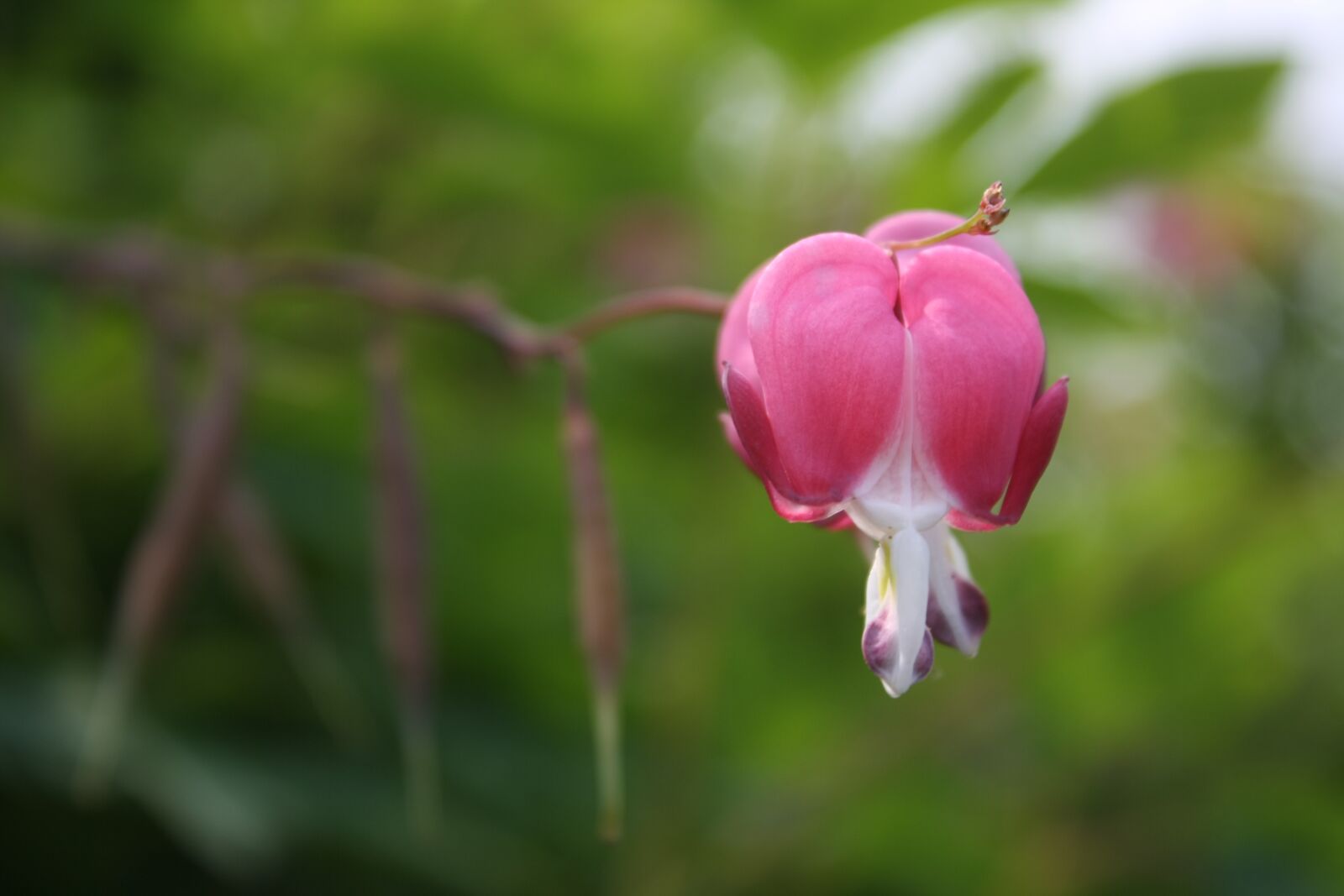 Canon EOS 1000D (EOS Digital Rebel XS / EOS Kiss F) sample photo. Plants, flowers, beauty photography