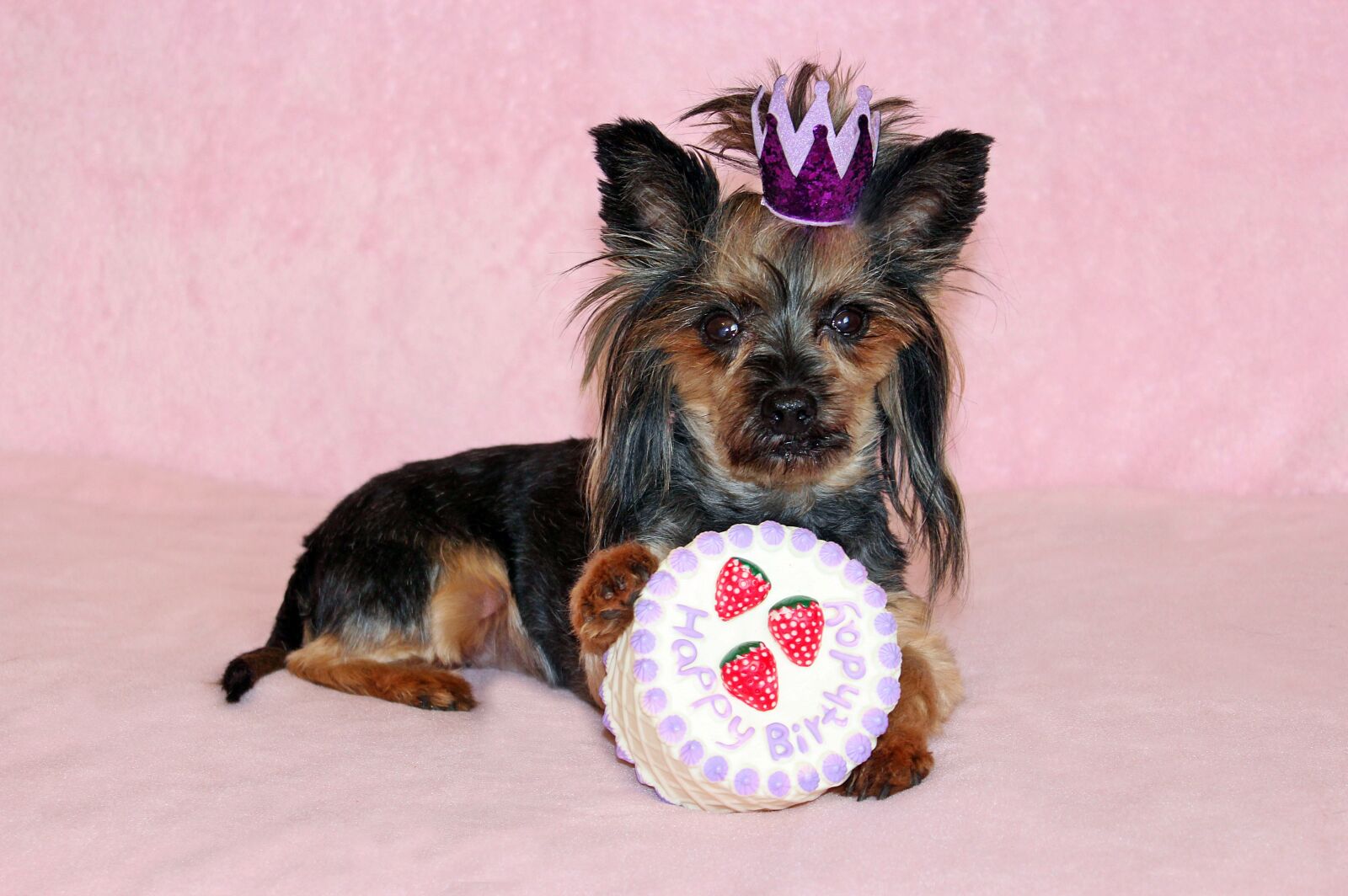Canon EOS 600D (Rebel EOS T3i / EOS Kiss X5) sample photo. Yorkie, dog, cake photography
